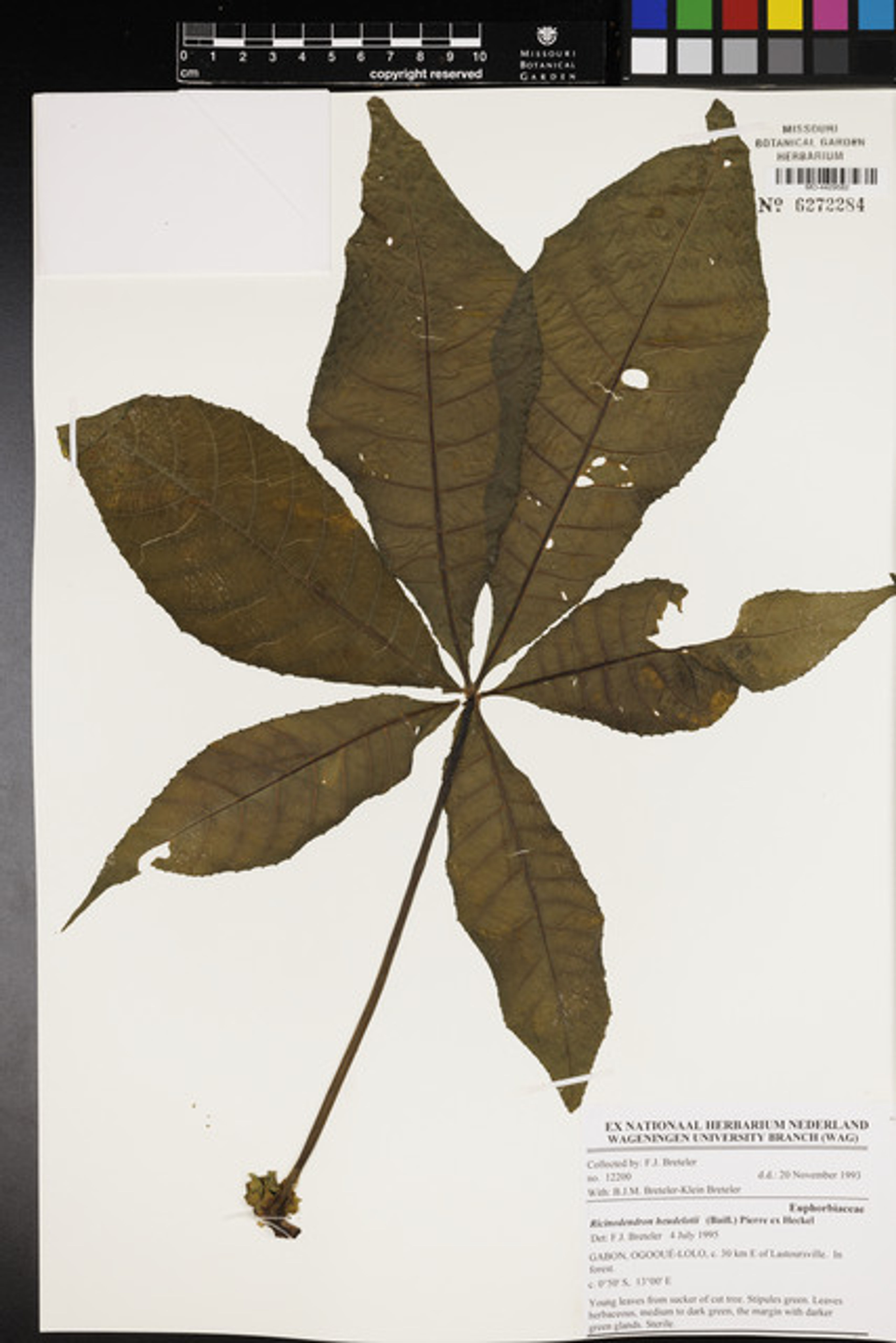Ricinodendron heudelotii - 90