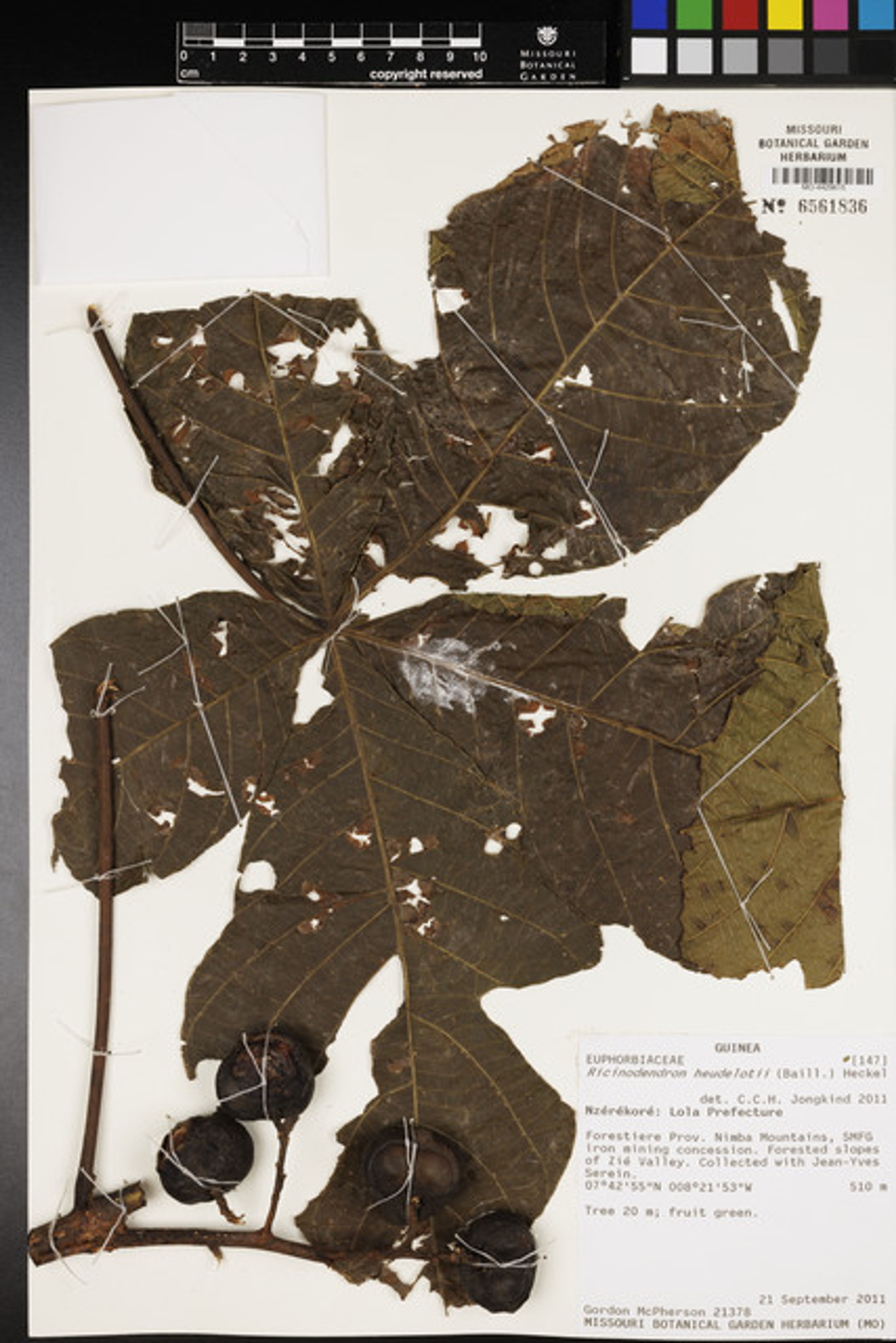Ricinodendron heudelotii - 48