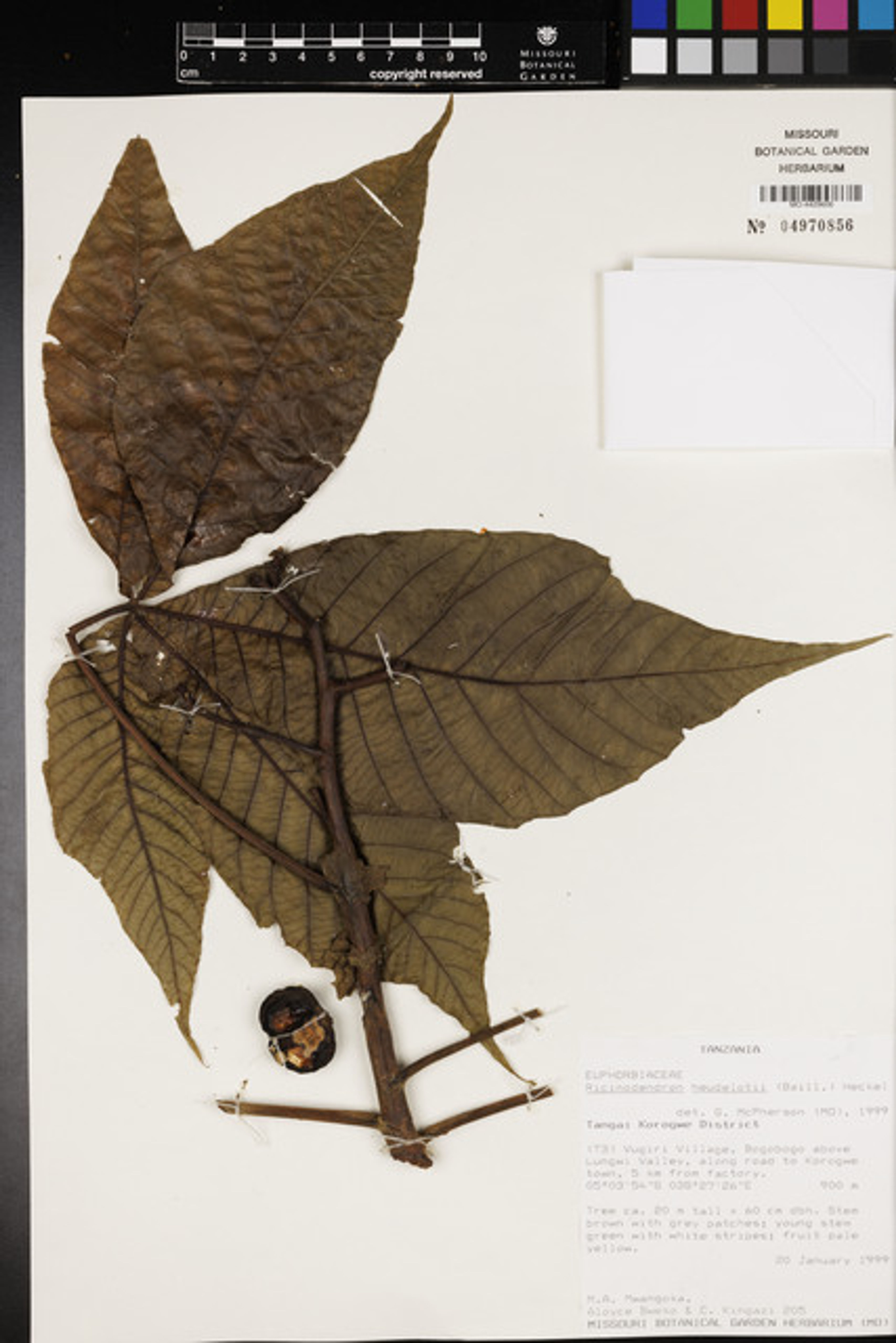 Ricinodendron heudelotii - 84