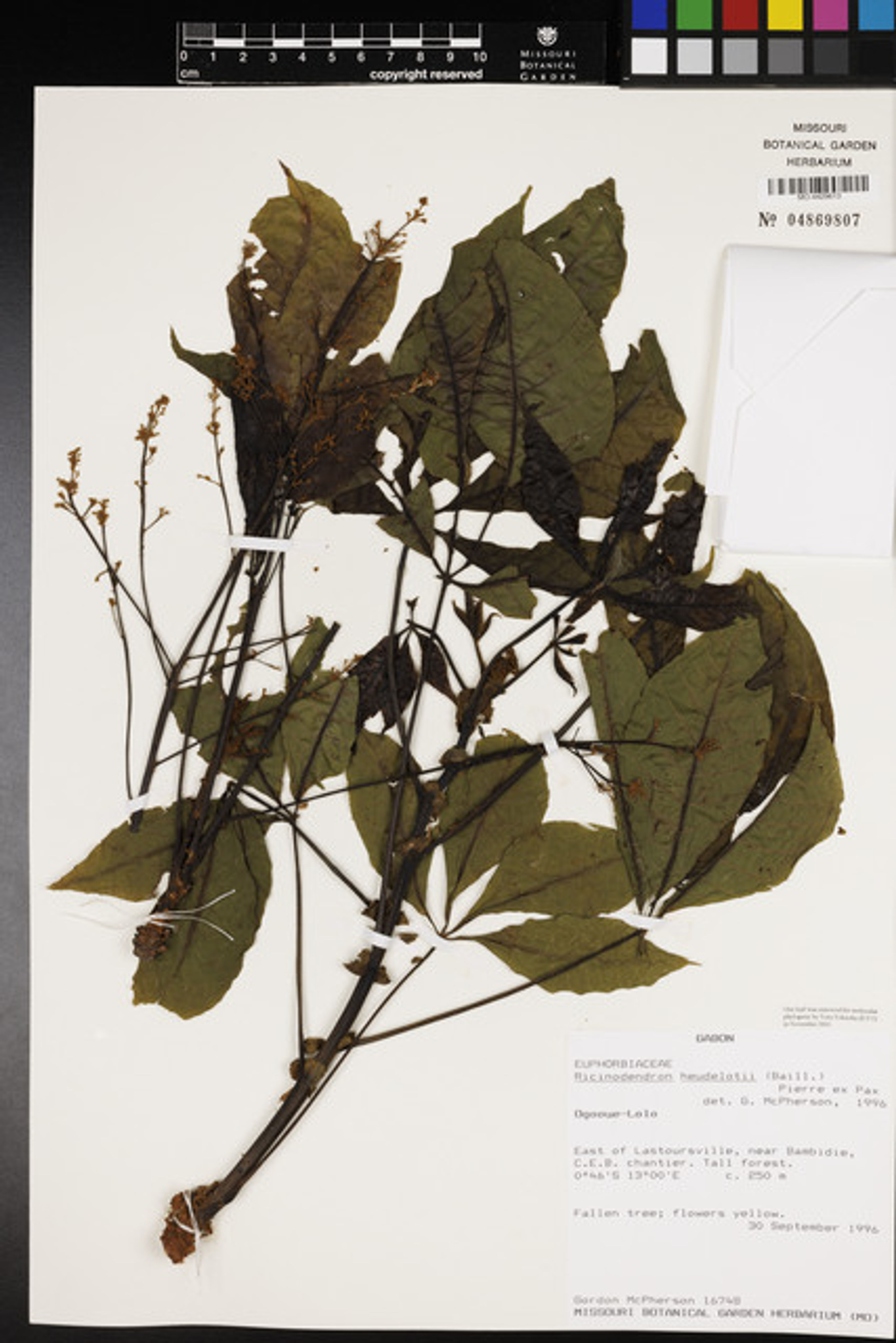 Ricinodendron heudelotii - 25
