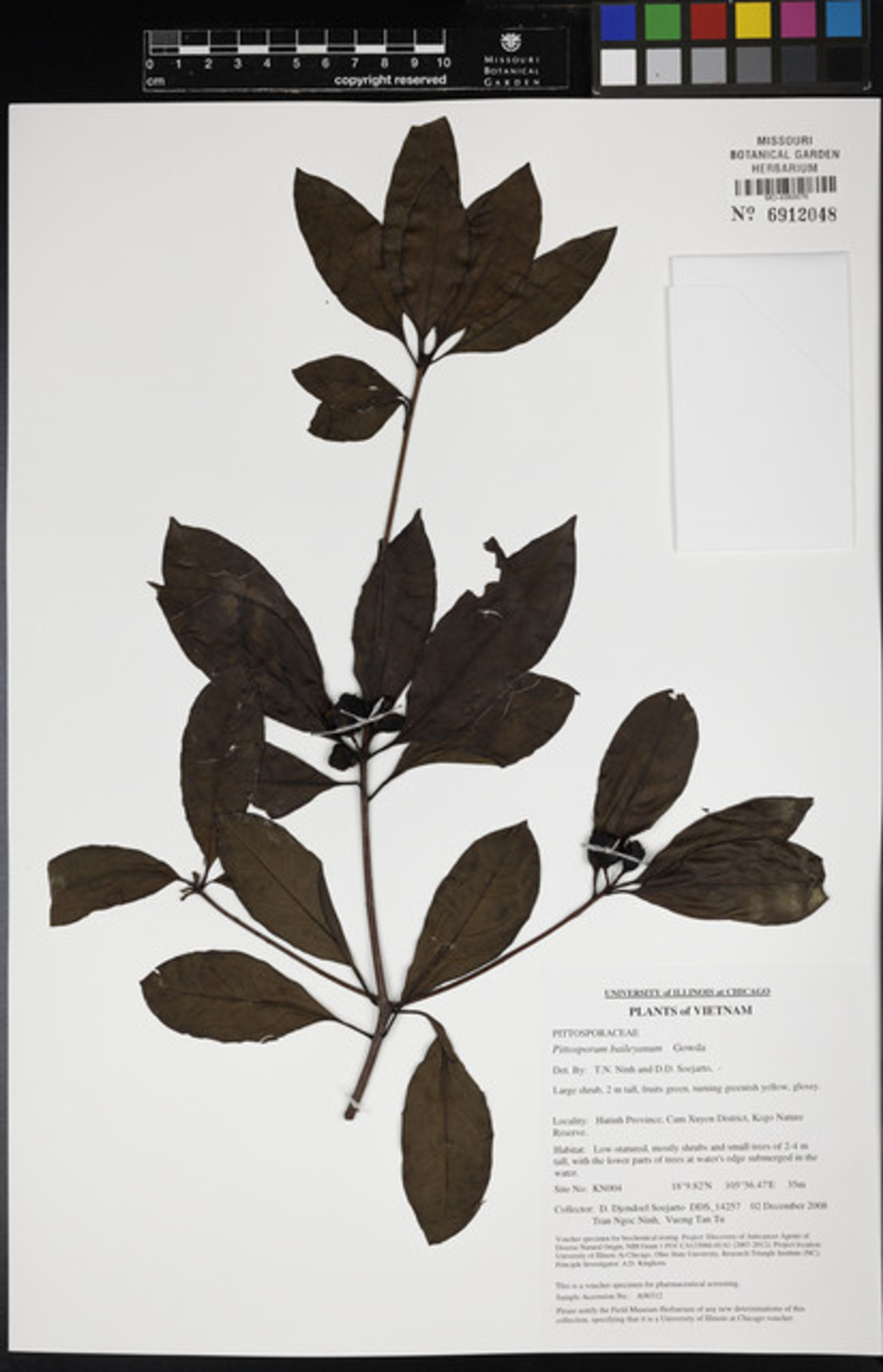 Pittosporum balansae - 43