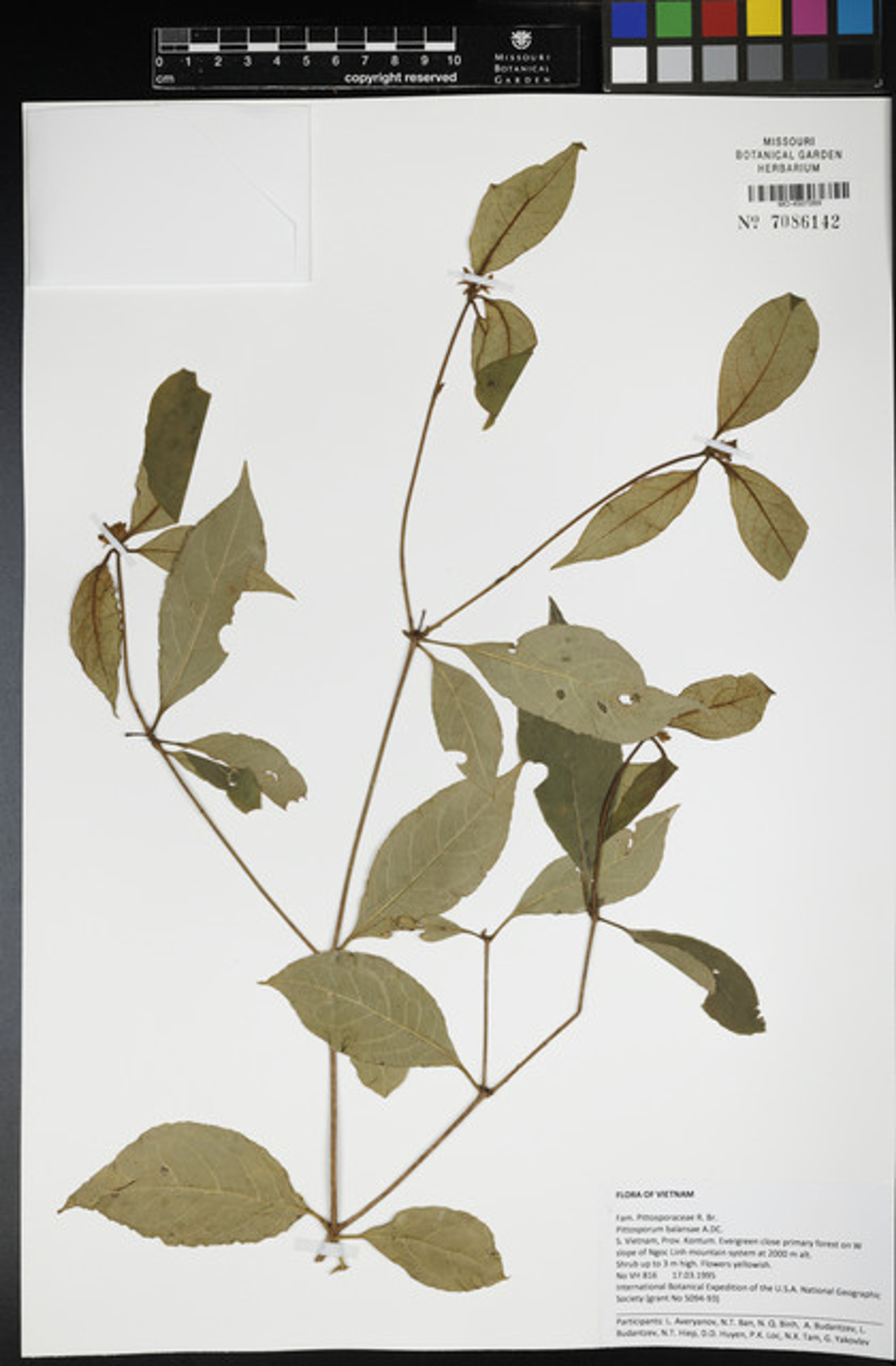 Pittosporum balansae - 27