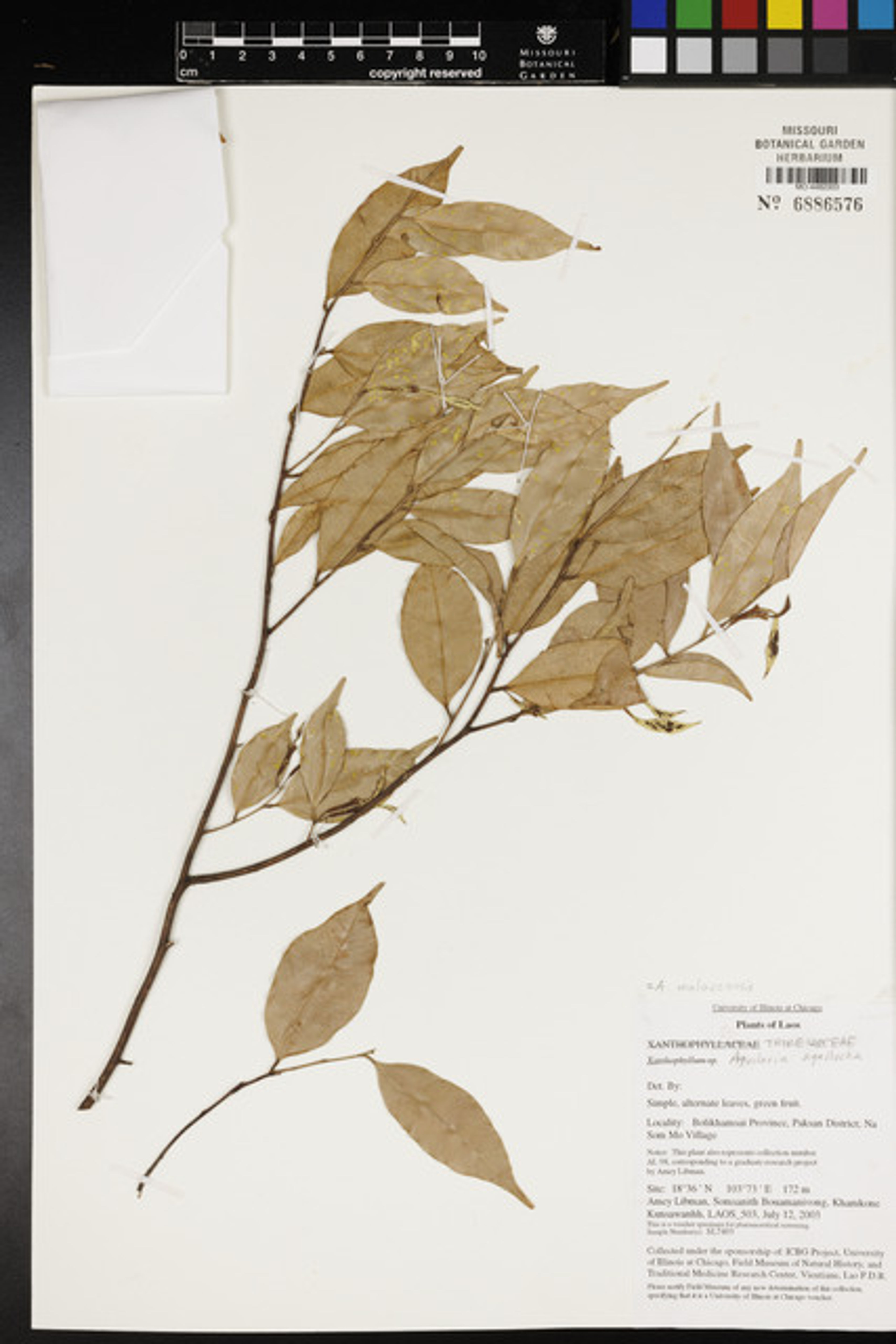 Aquilaria malaccensis - 8