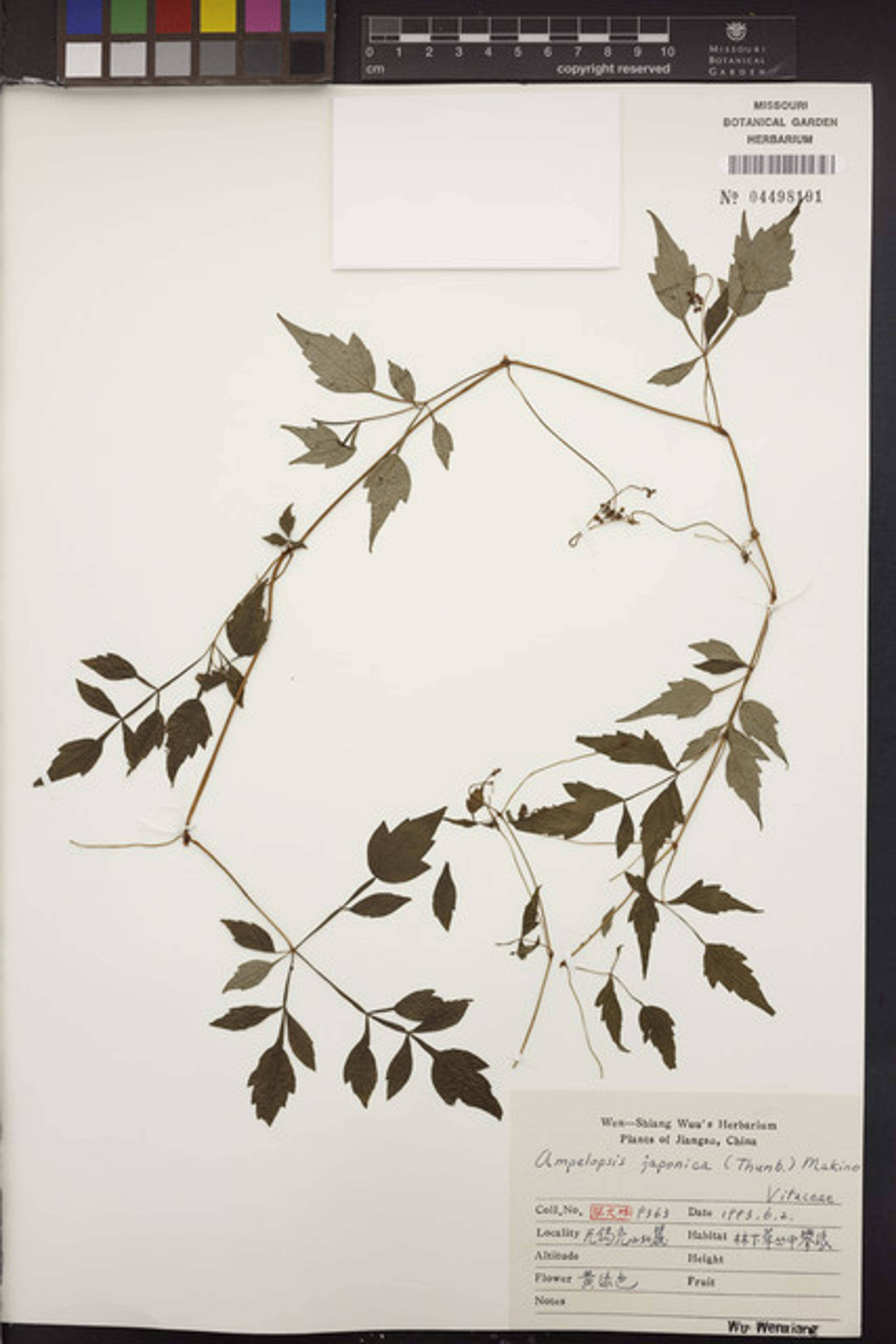 Ampelopsis japonica - 27
