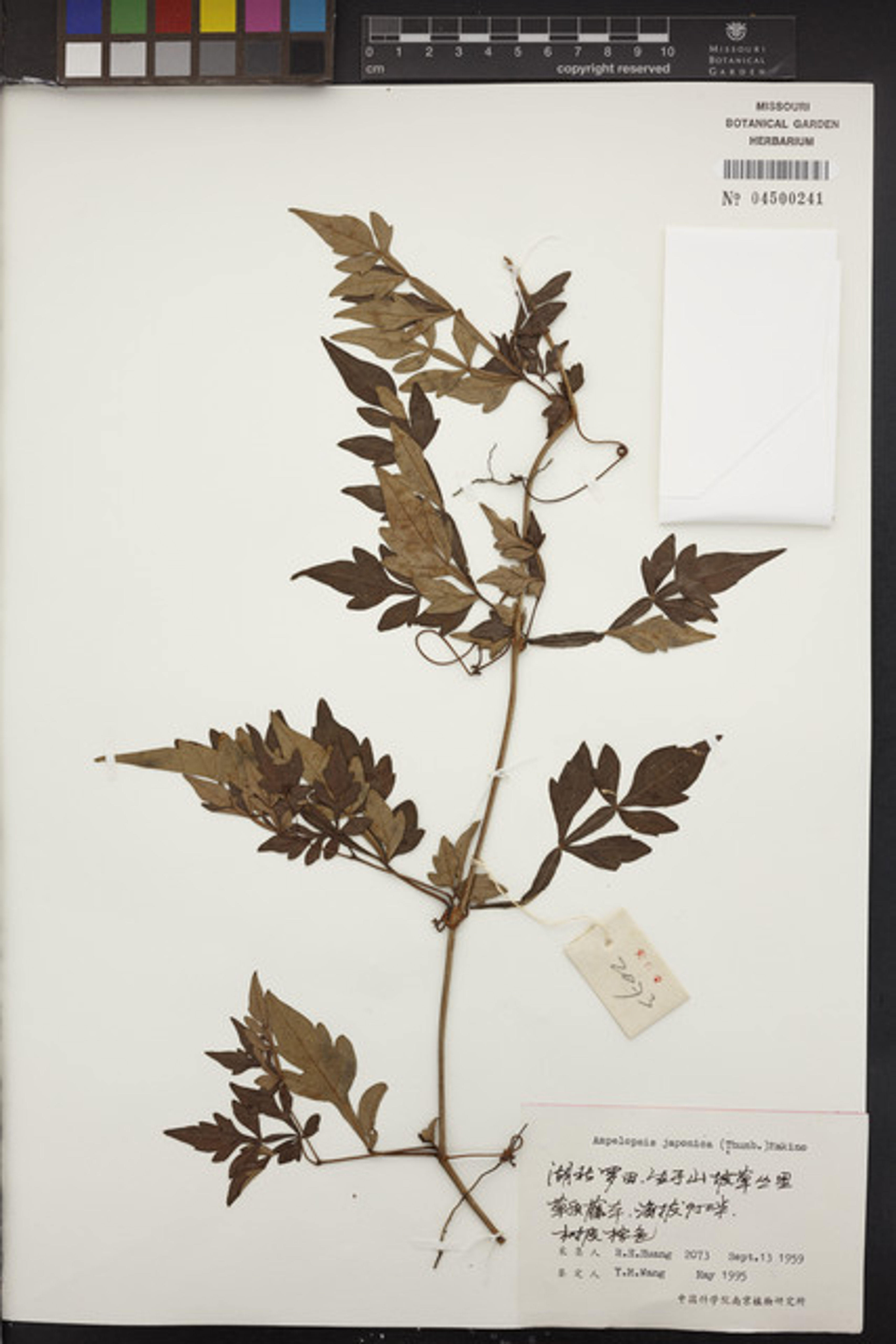 Ampelopsis japonica - 79