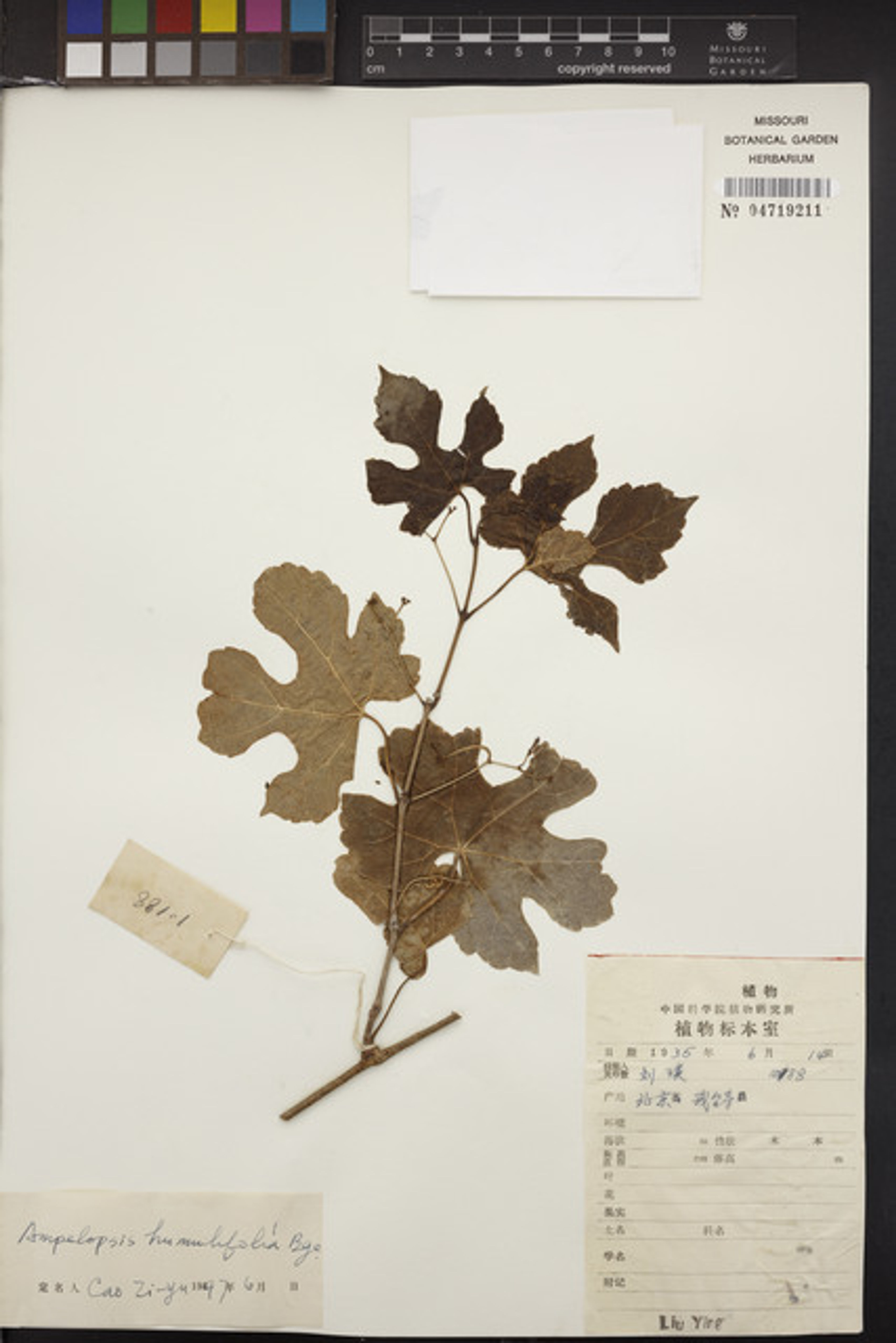 Ampelopsis humulifolia - 107