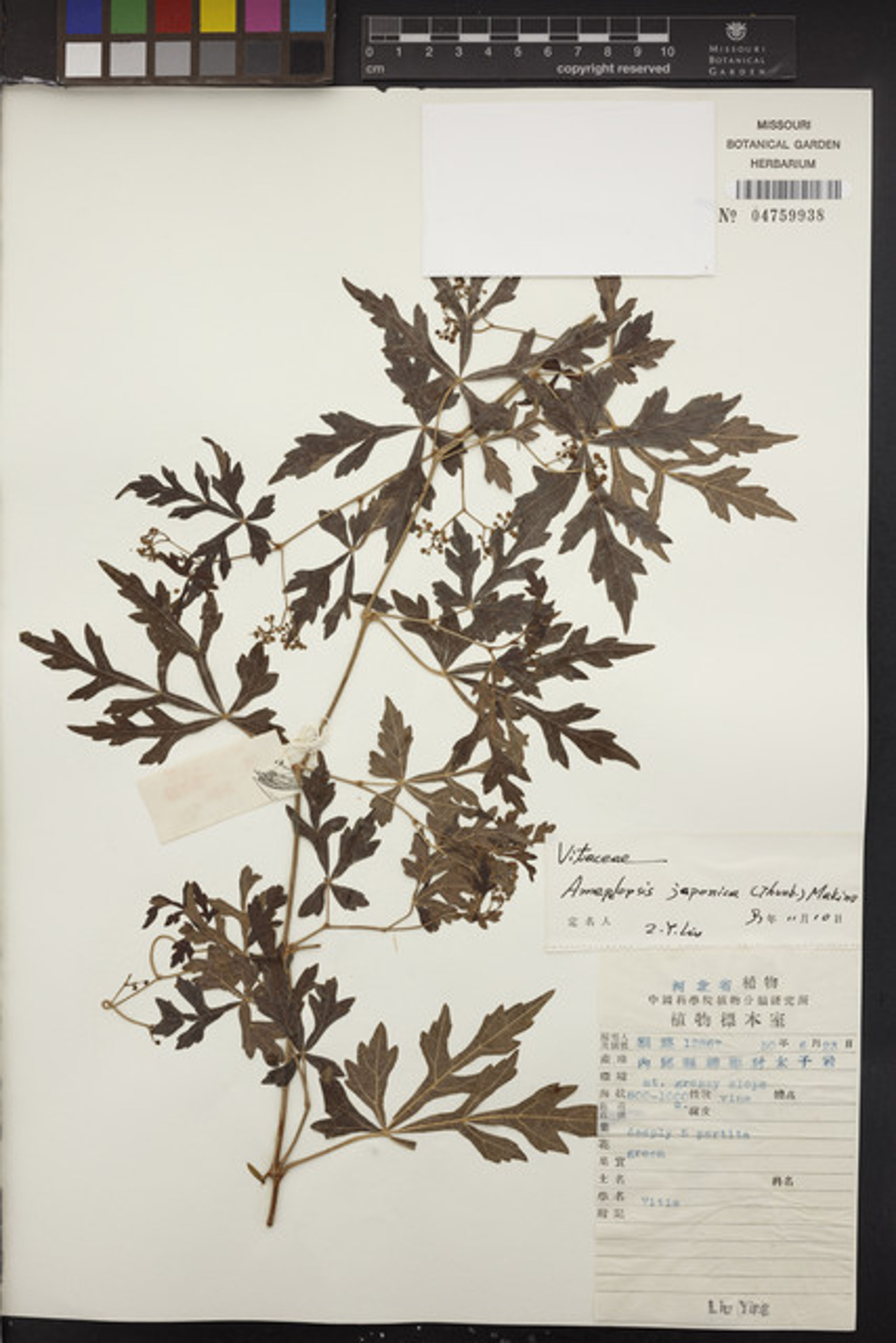 Ampelopsis japonica - 76