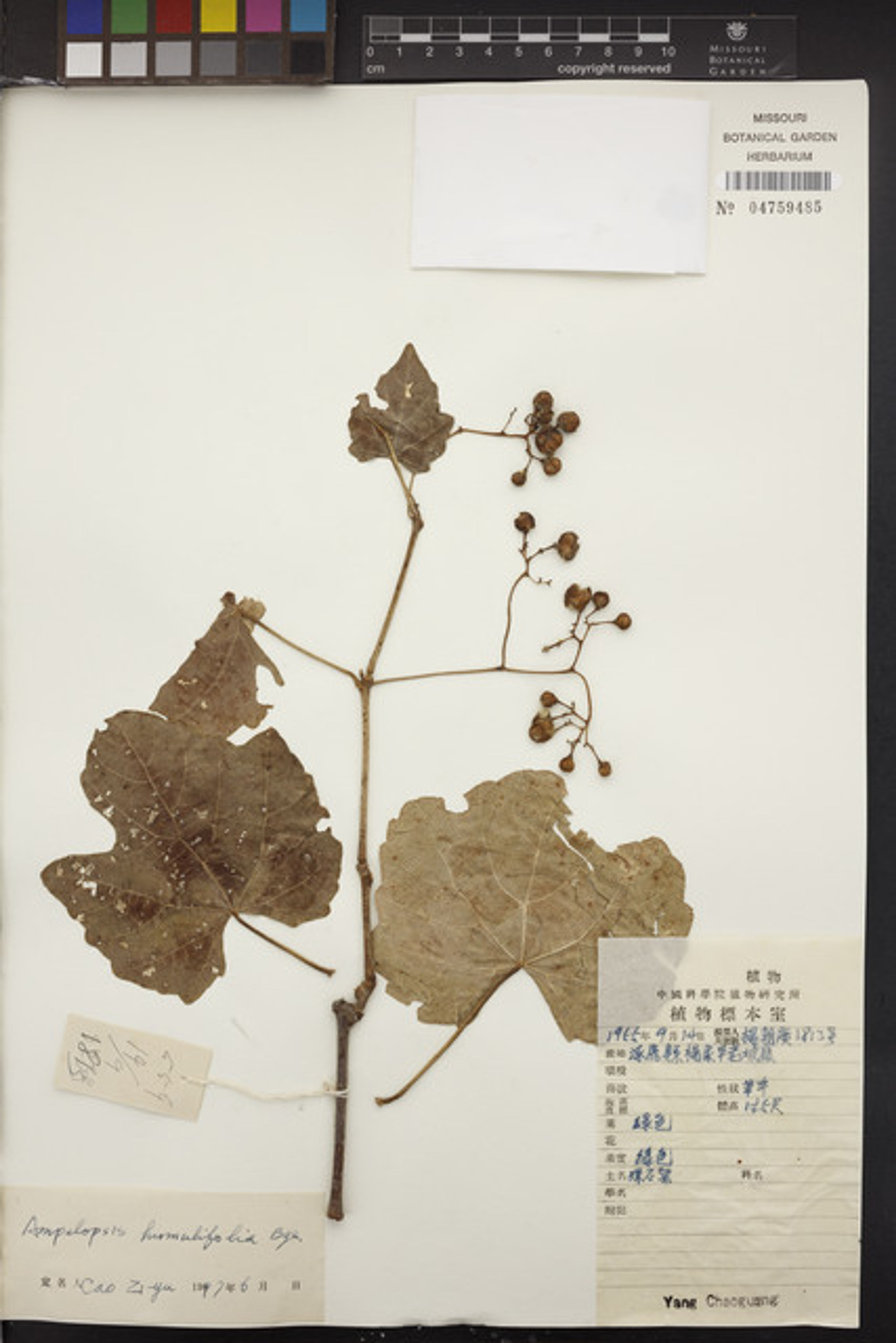 Ampelopsis humulifolia - 79