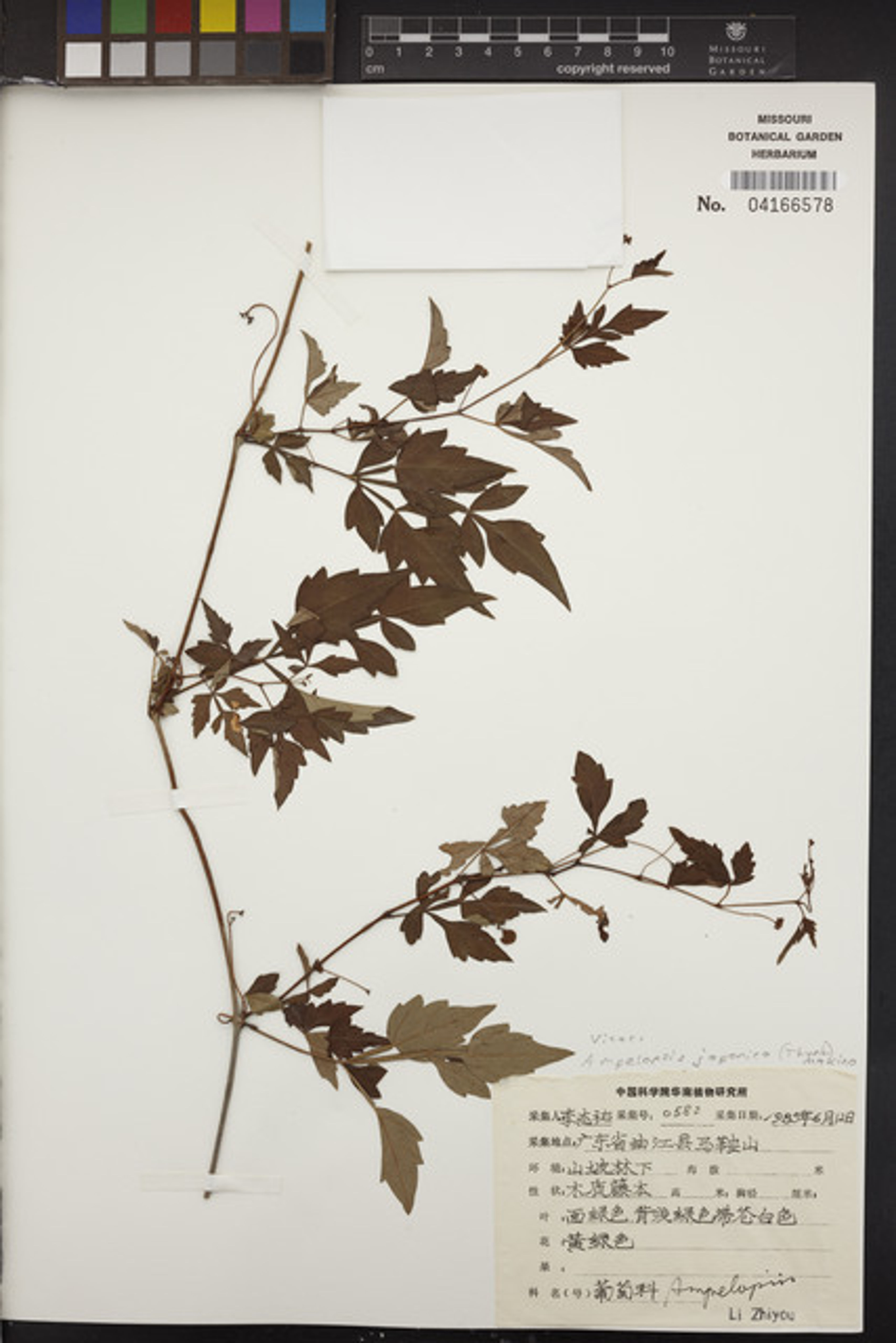 Ampelopsis japonica - 54