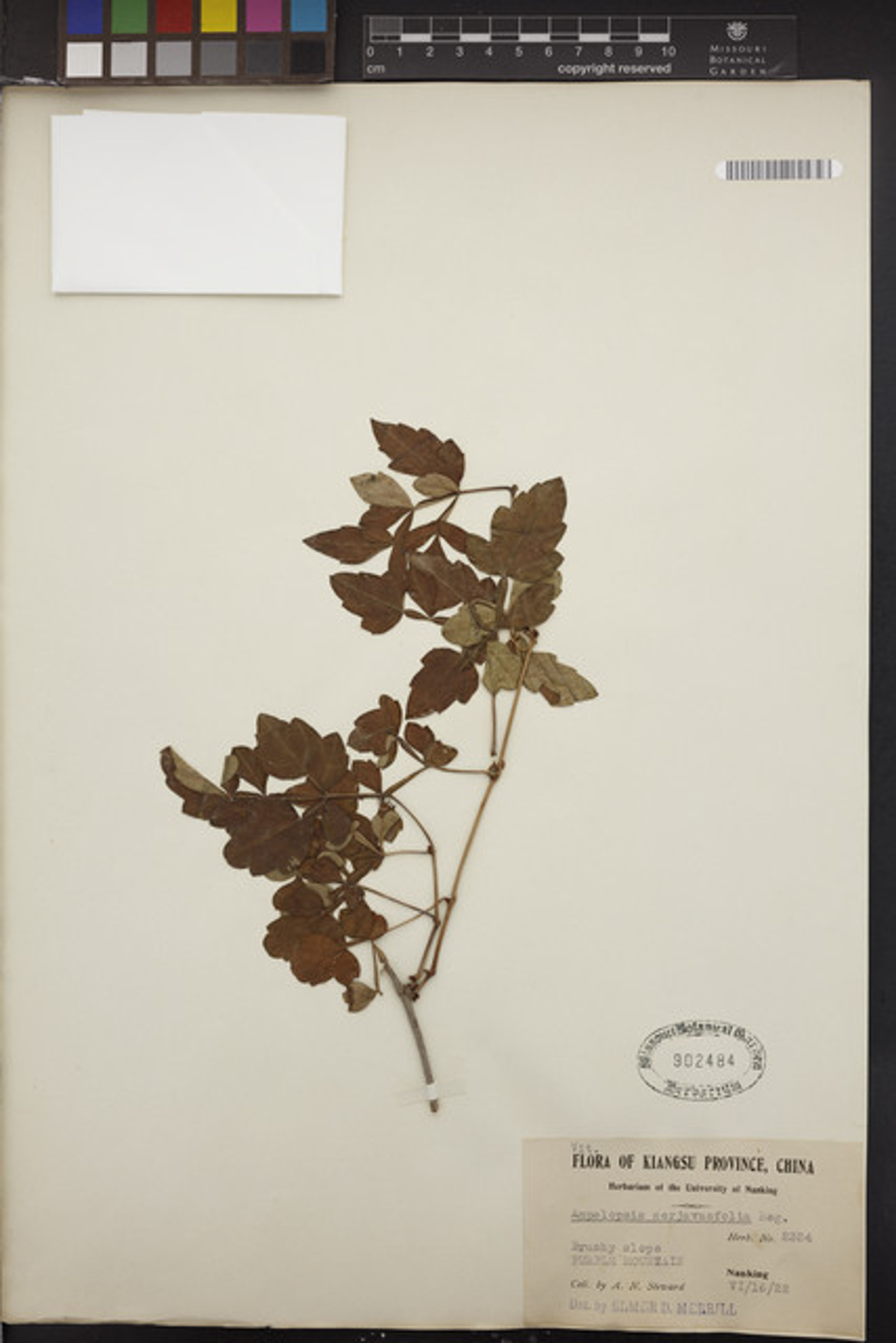 Ampelopsis japonica - 78