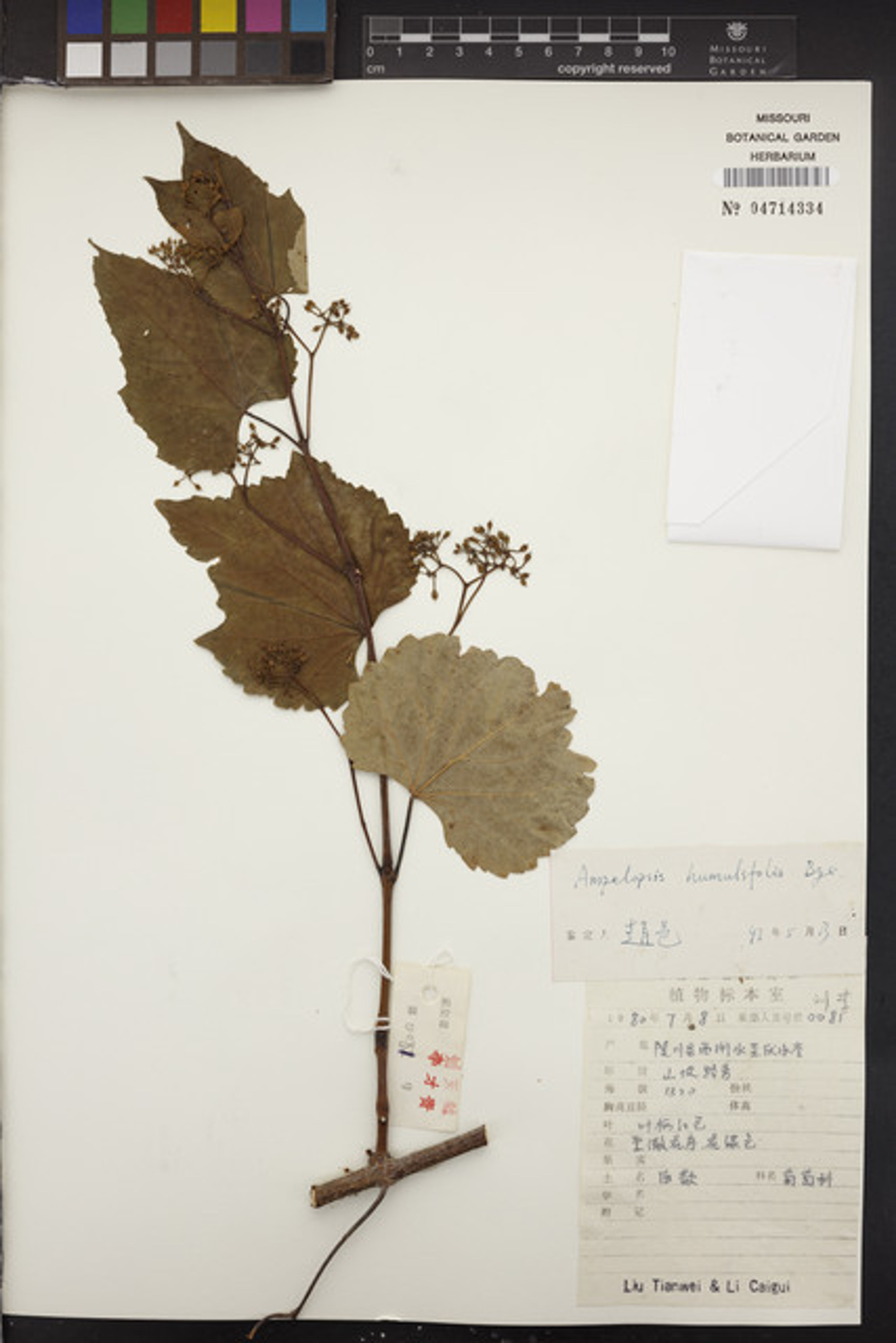 Ampelopsis humulifolia - 6