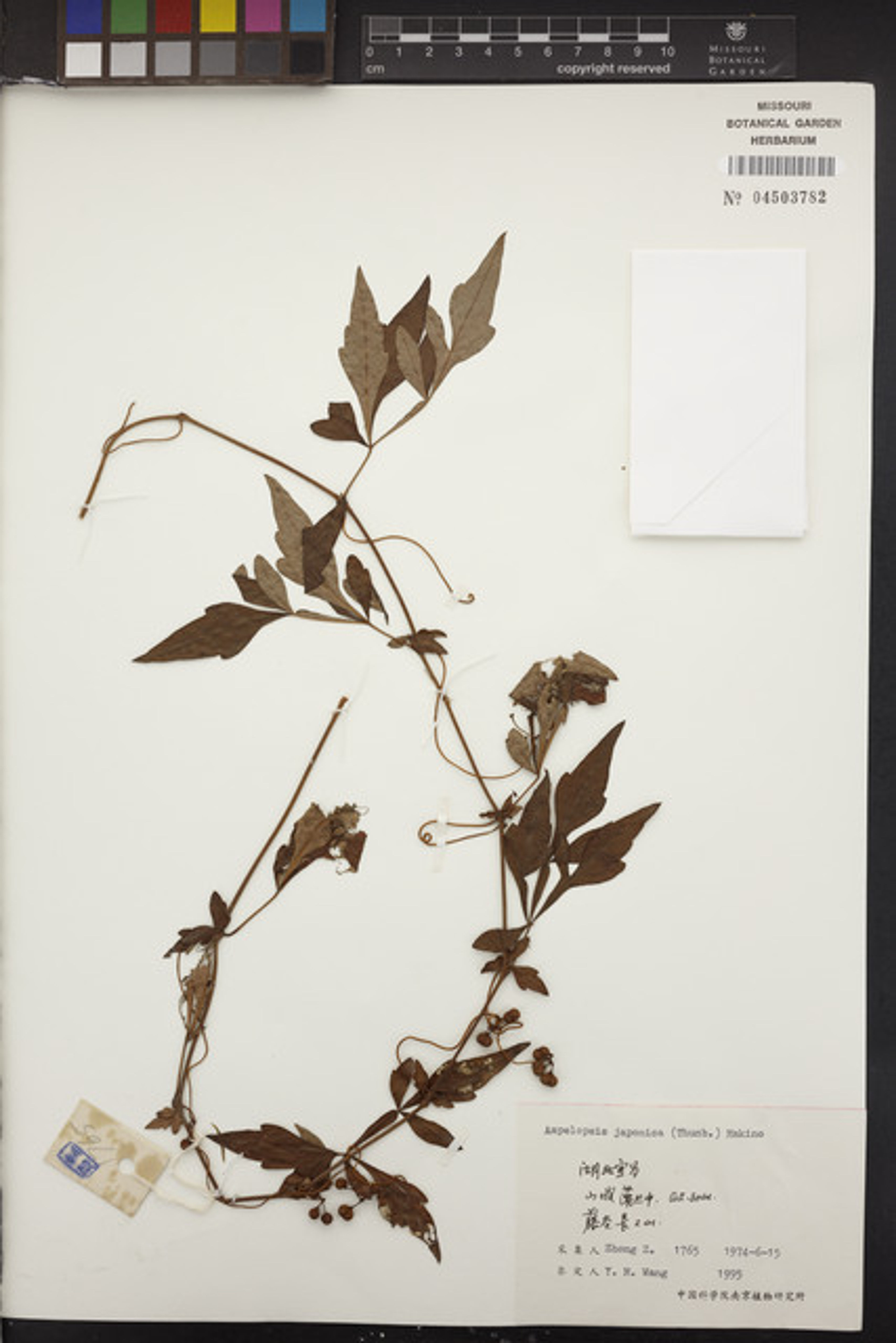 Ampelopsis japonica - 87