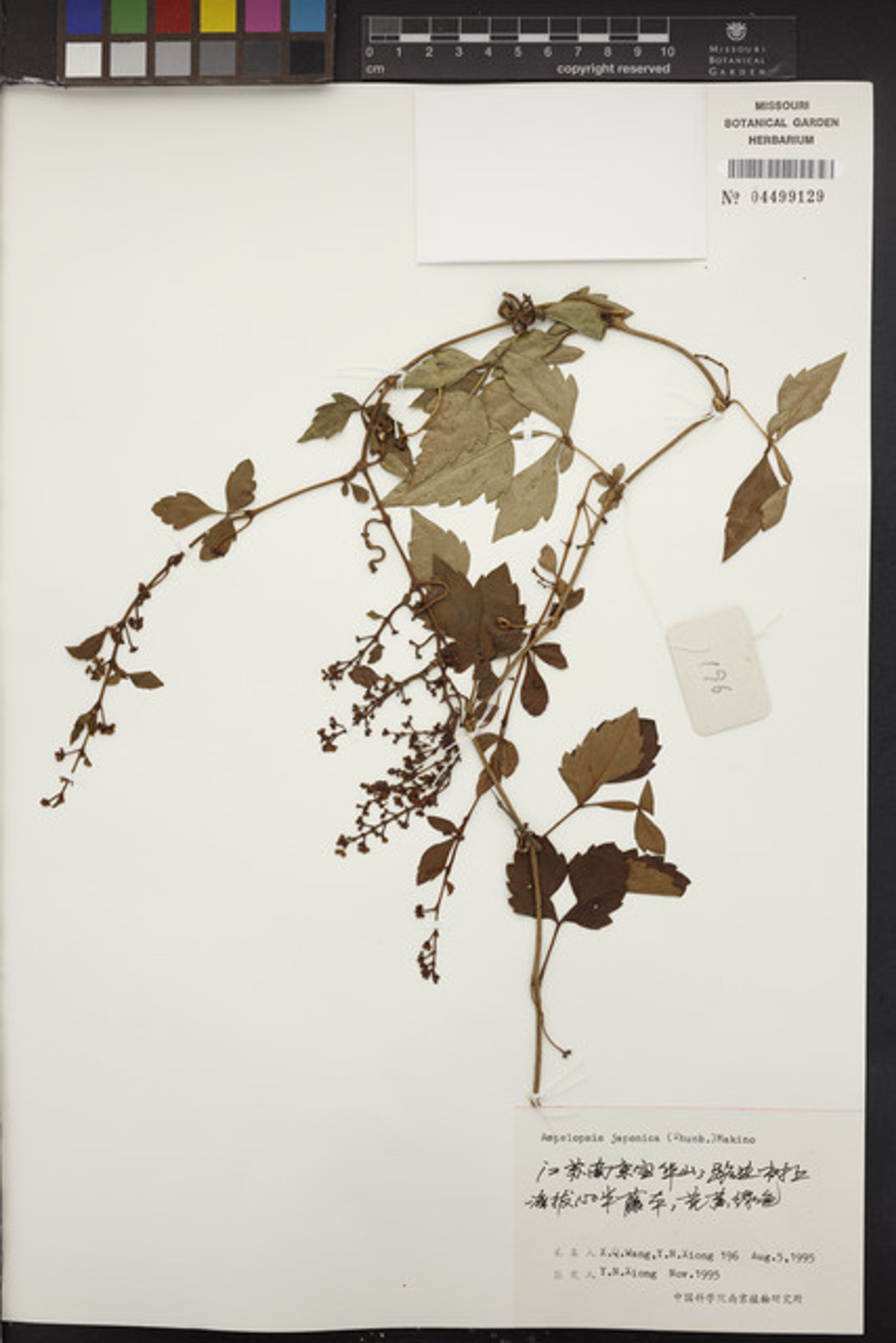 Ampelopsis japonica - 36