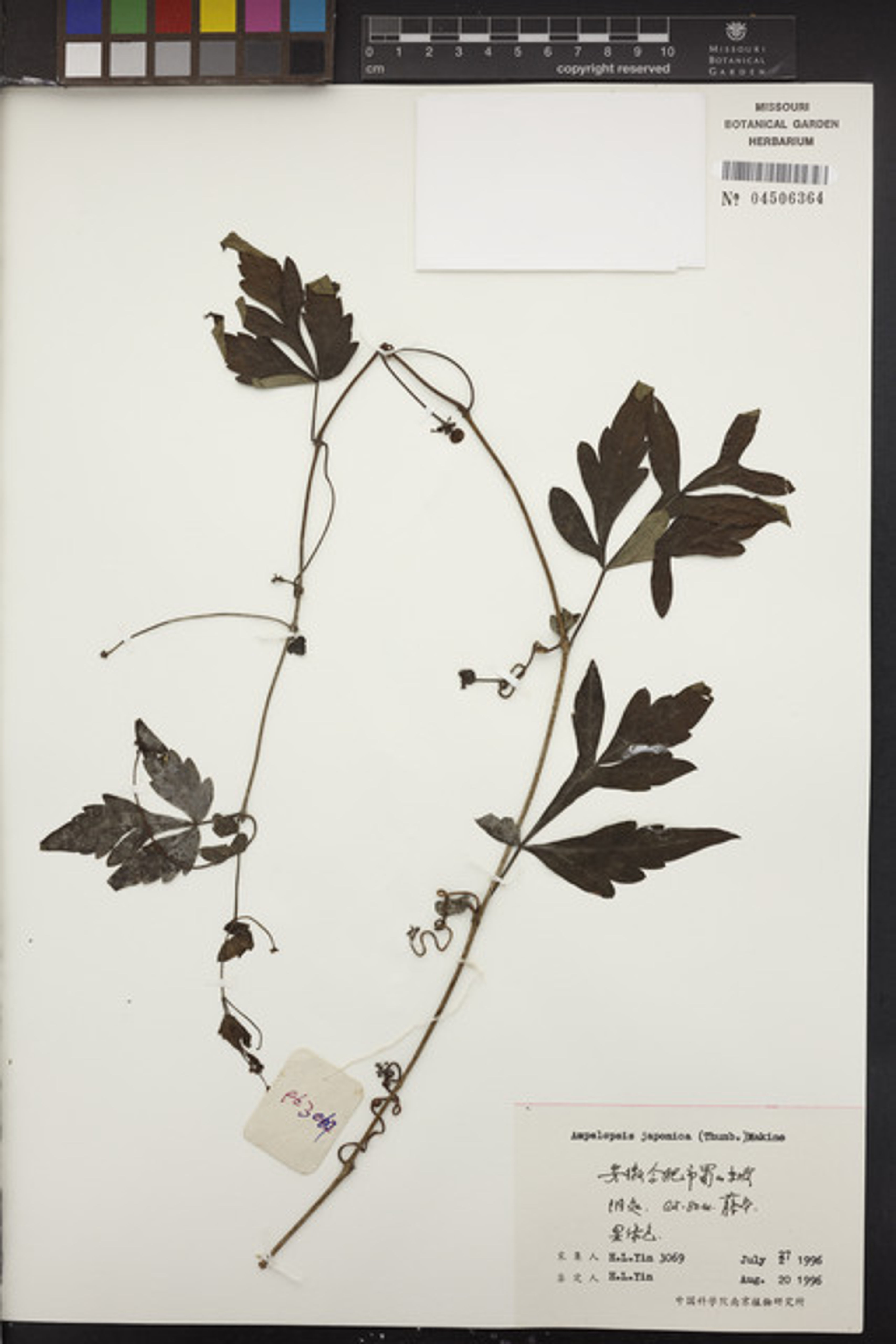 Ampelopsis japonica - 30