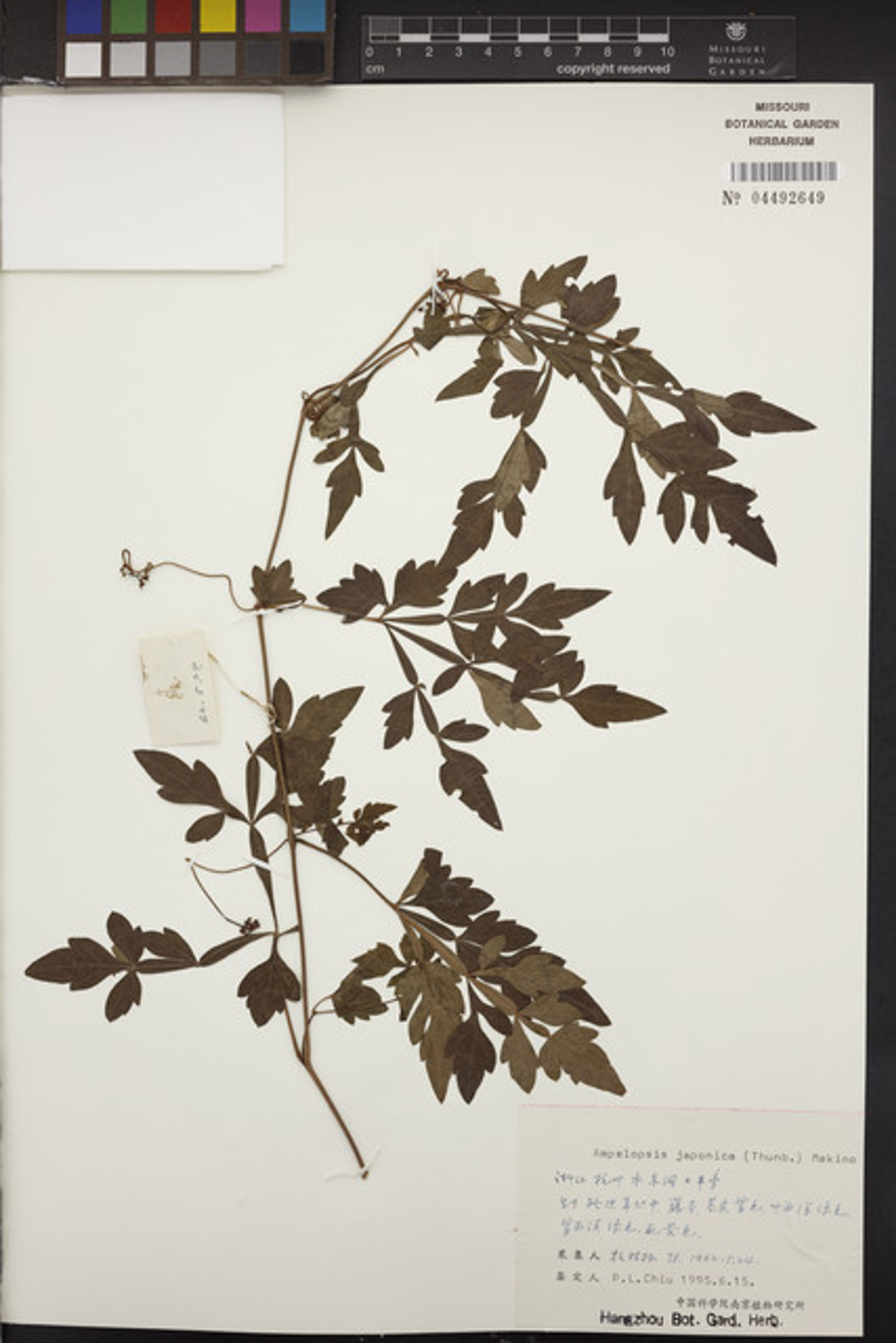 Ampelopsis japonica - 73
