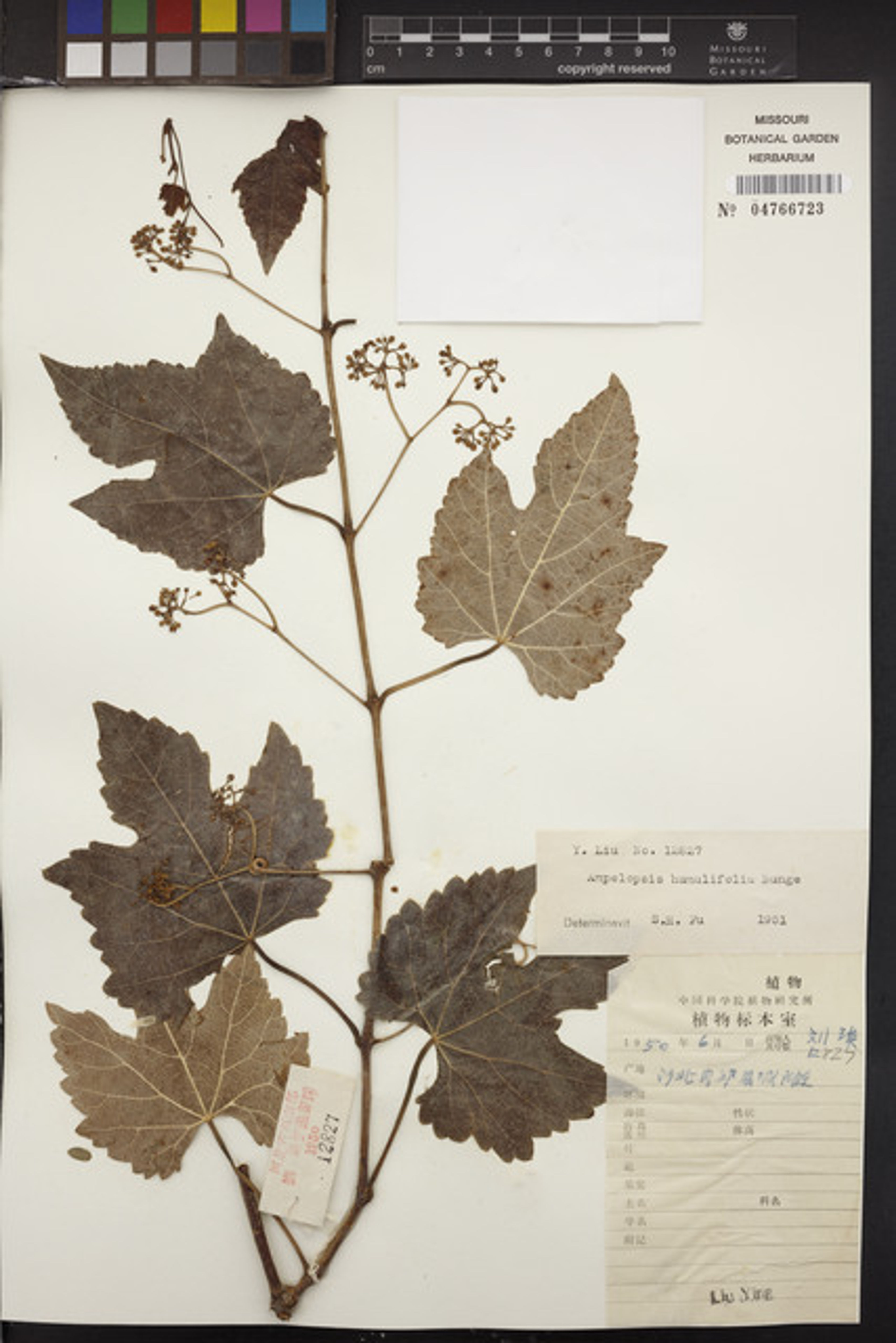 Ampelopsis humulifolia - 56