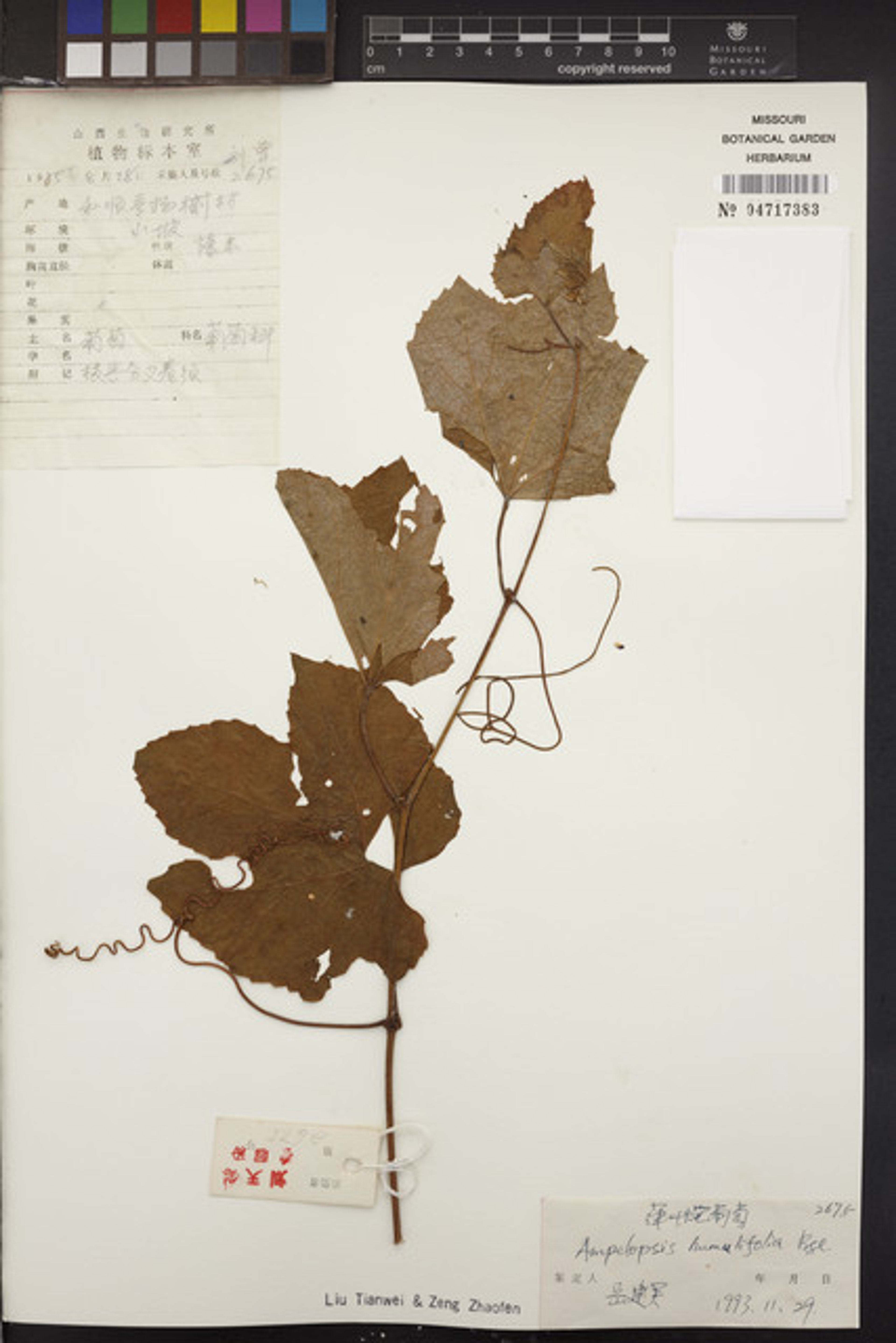 Ampelopsis humulifolia - 74