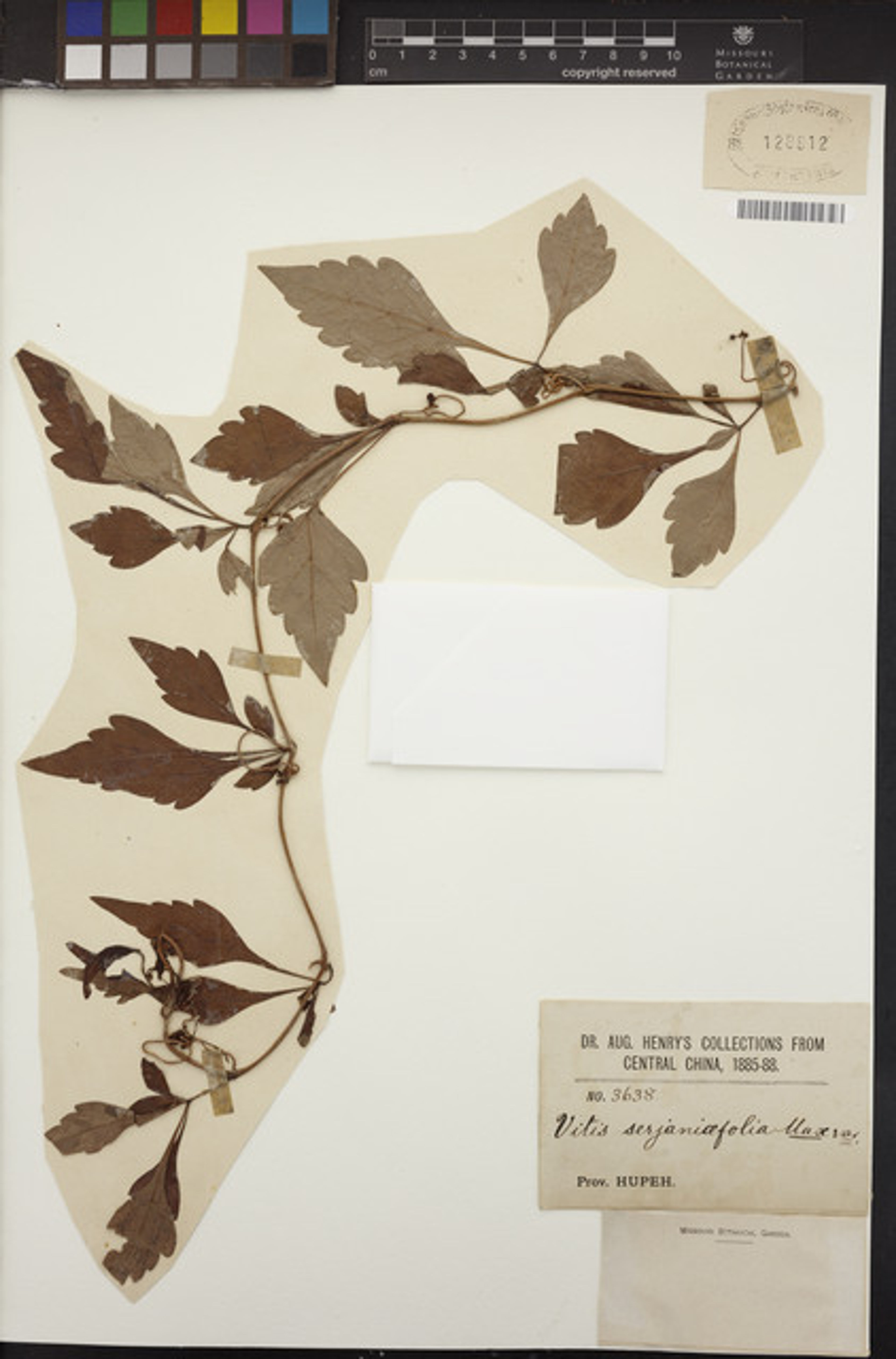 Ampelopsis japonica - 83