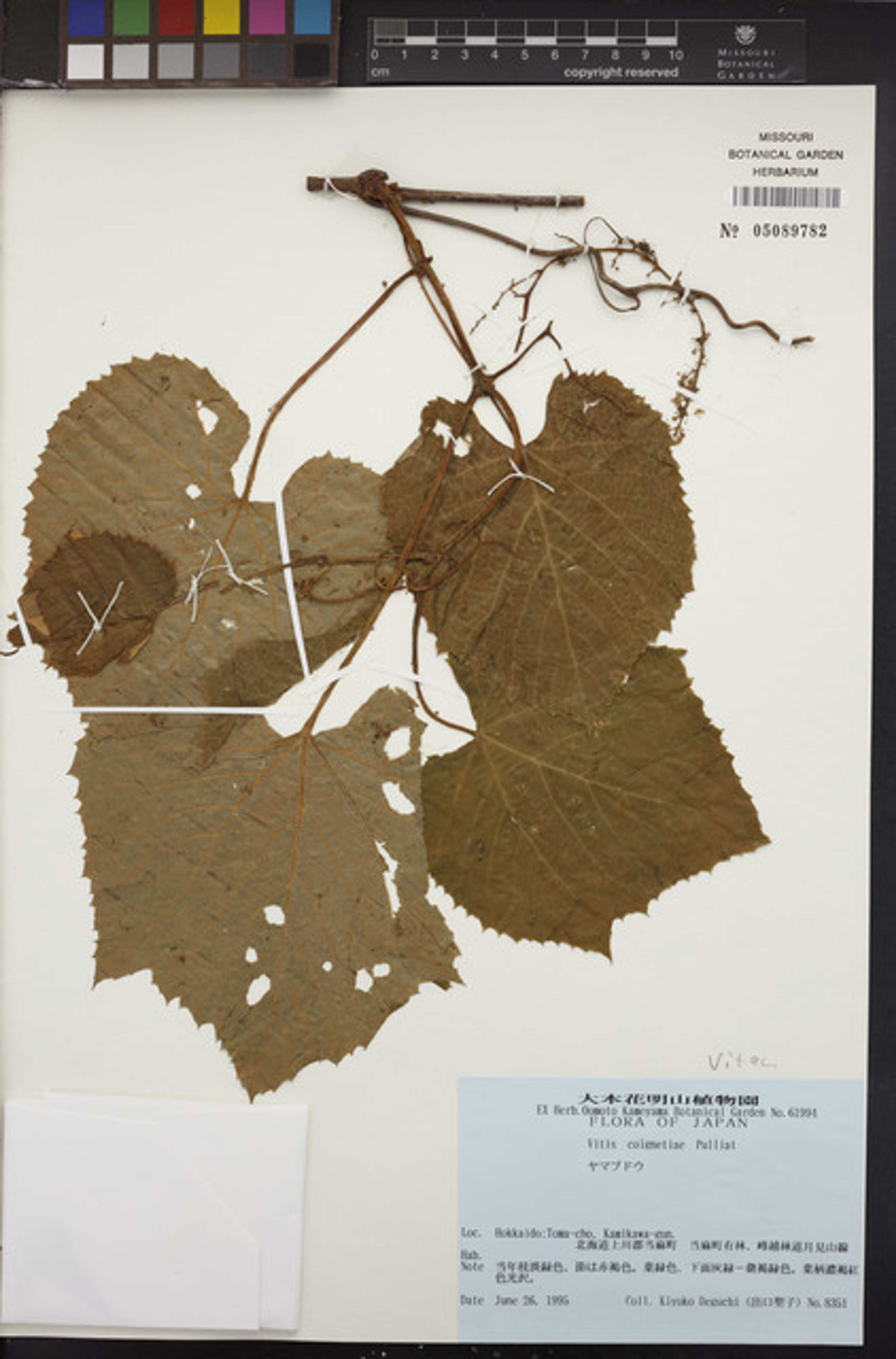 Vitis coignetiae - 50
