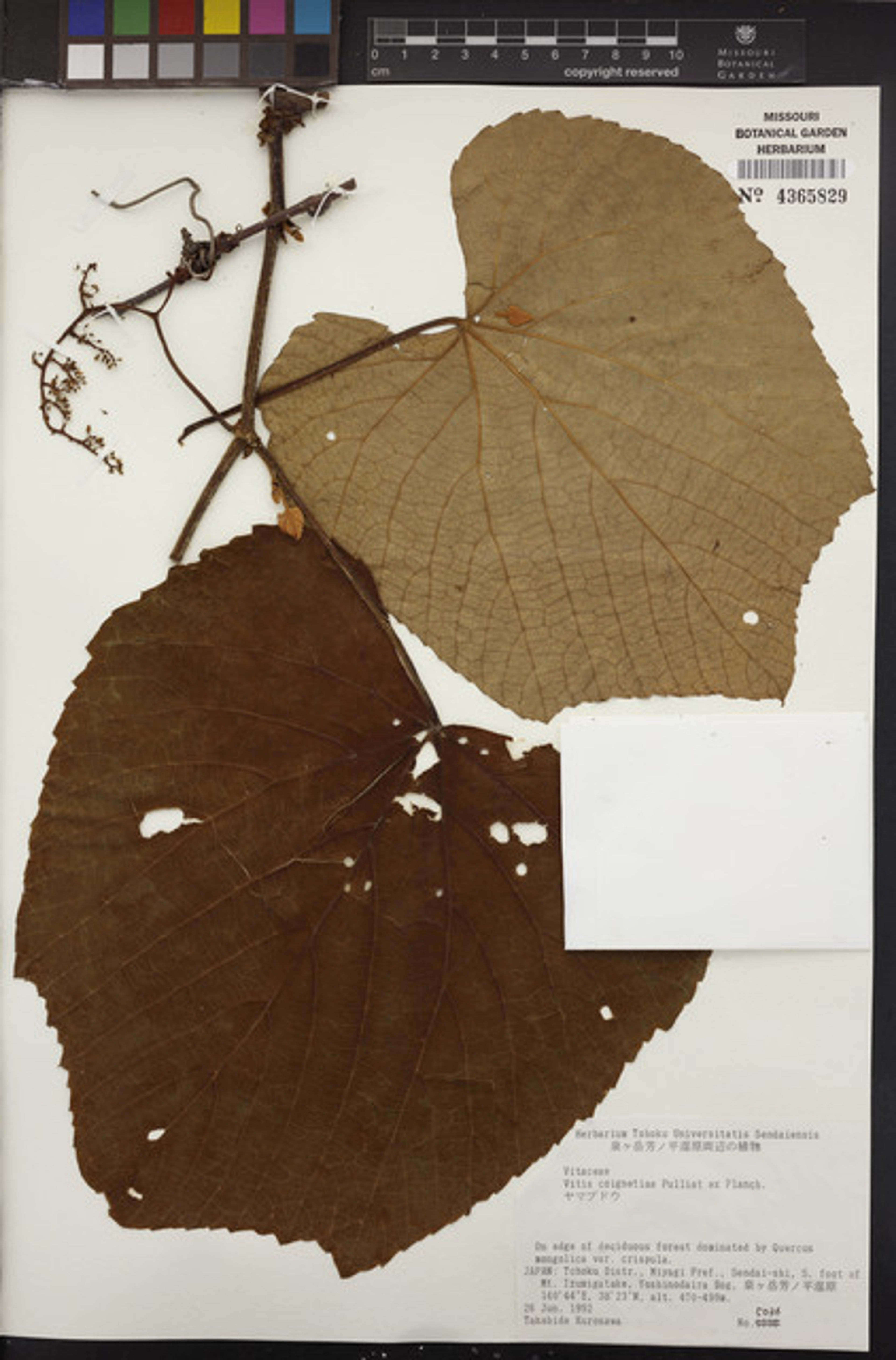 Vitis coignetiae - 22