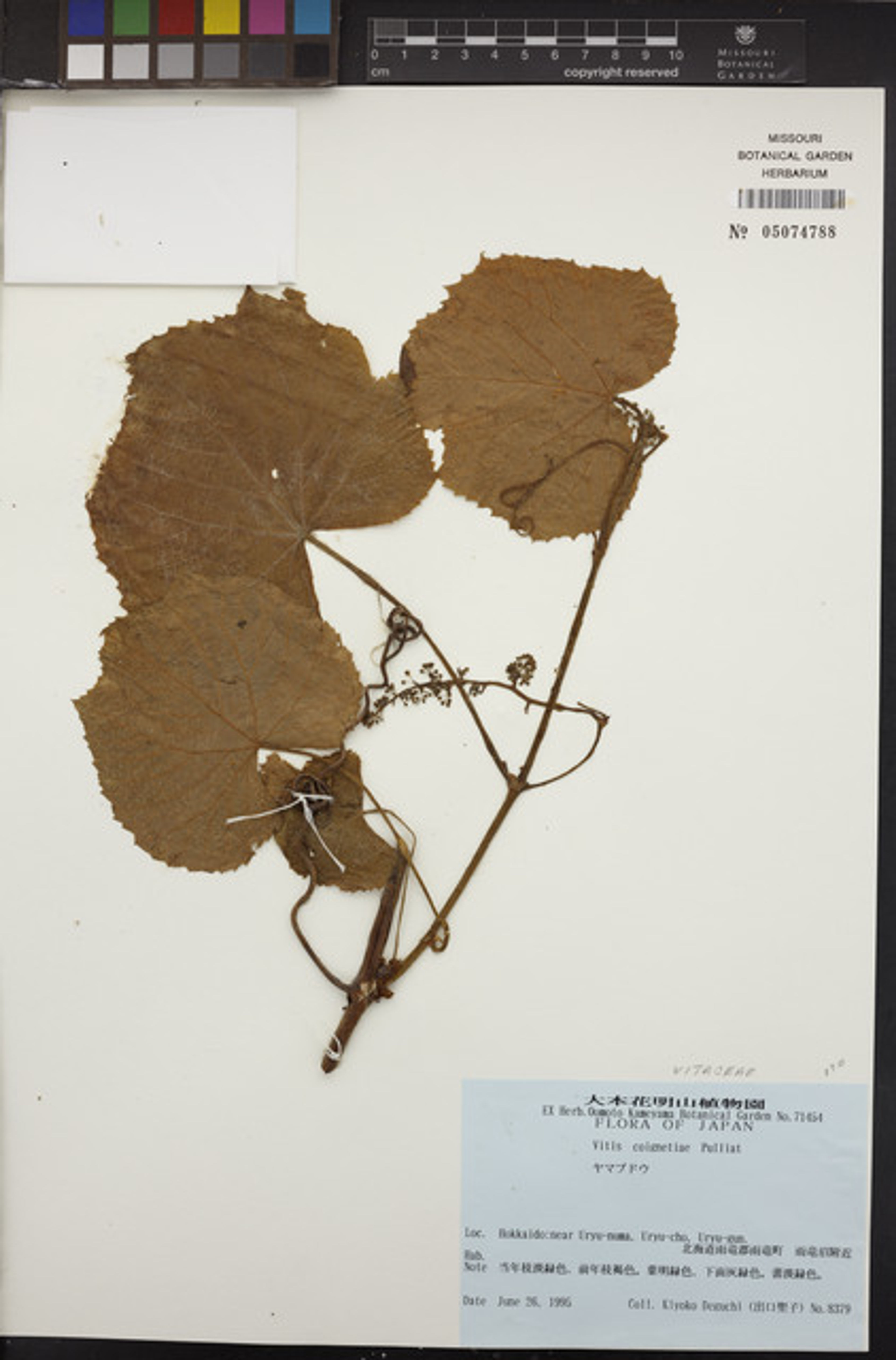 Vitis coignetiae - 72