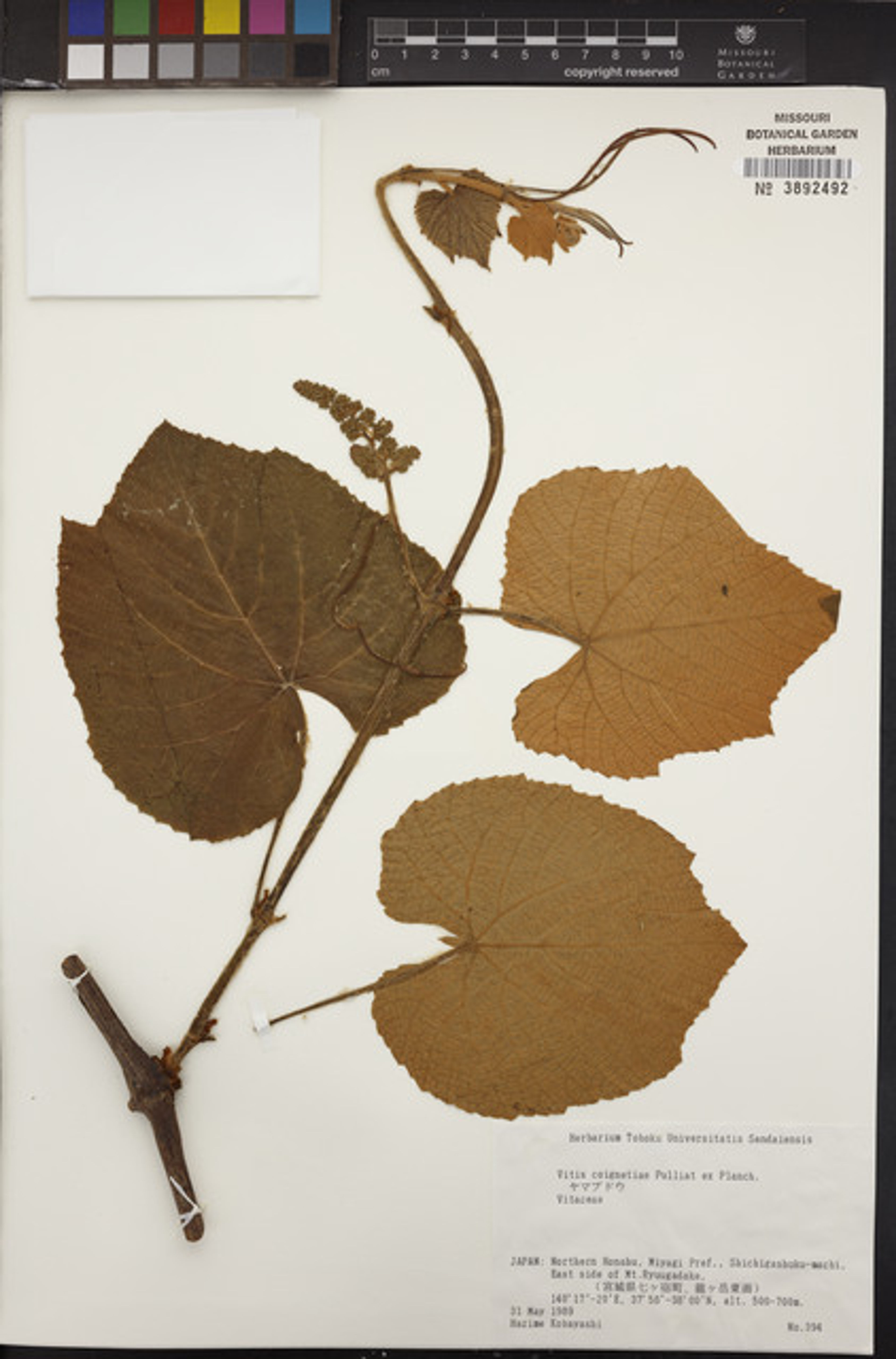 Vitis coignetiae - 37