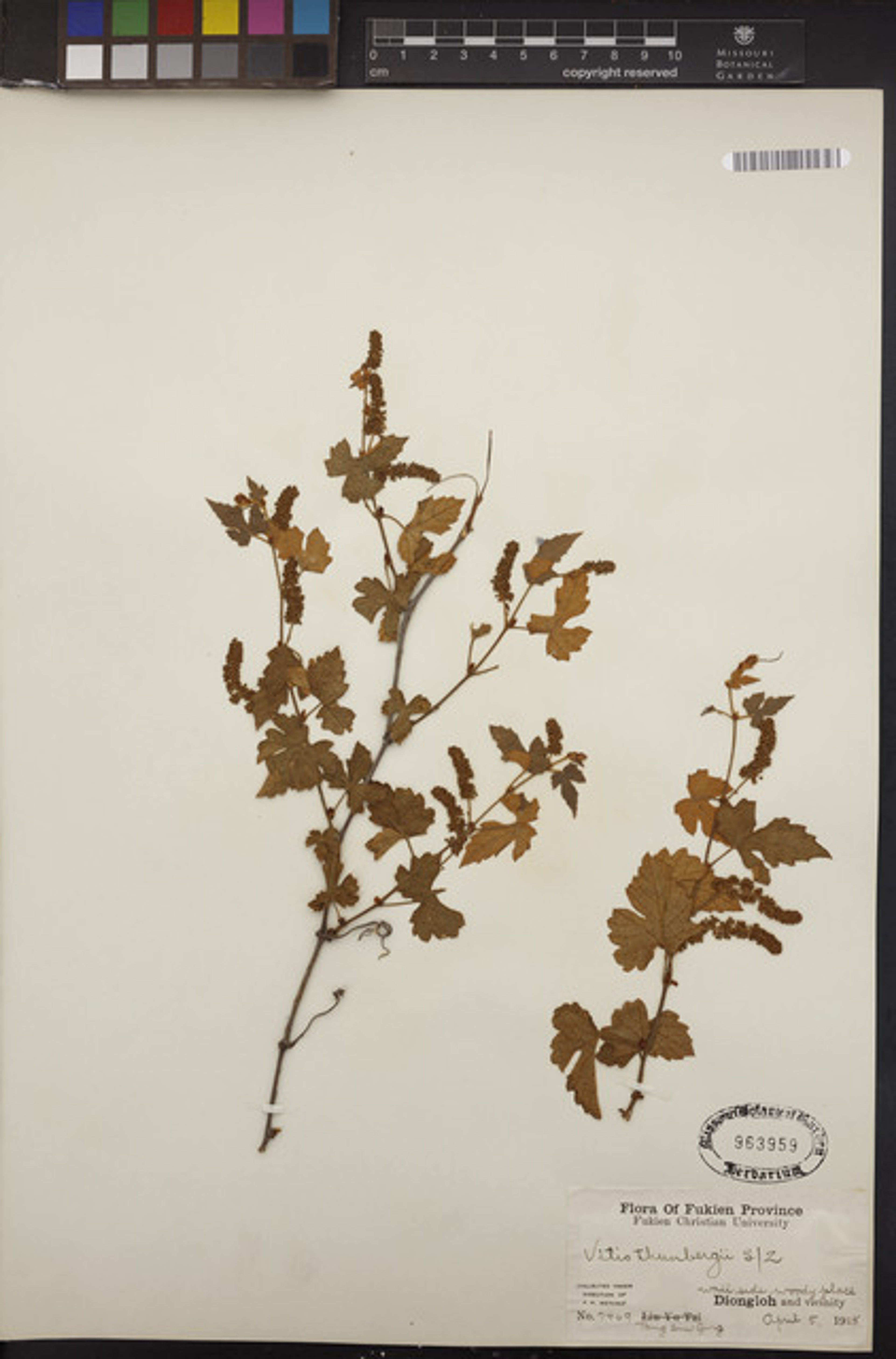 Vitis thunbergii - 18