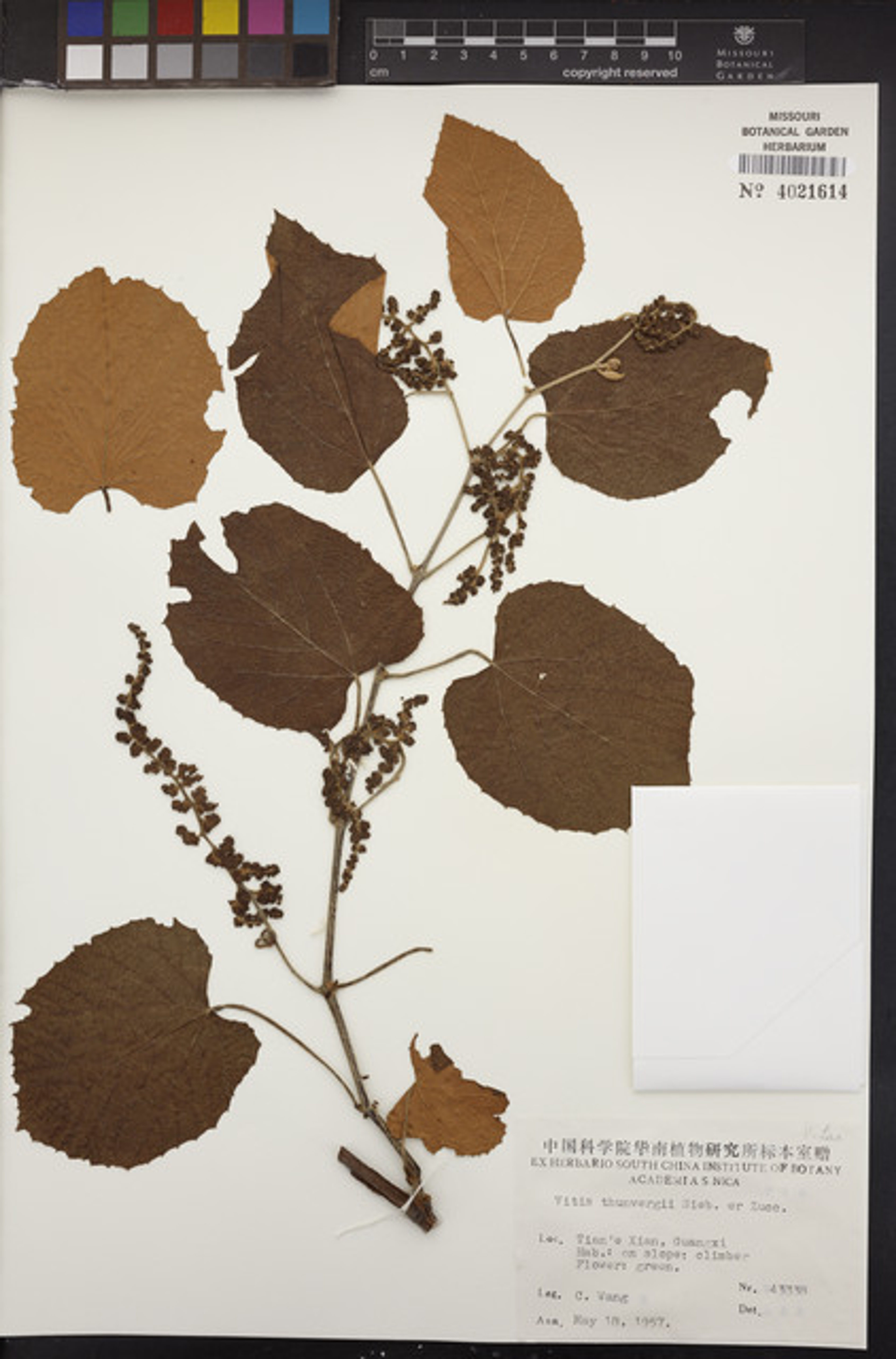 Vitis thunbergii - 10