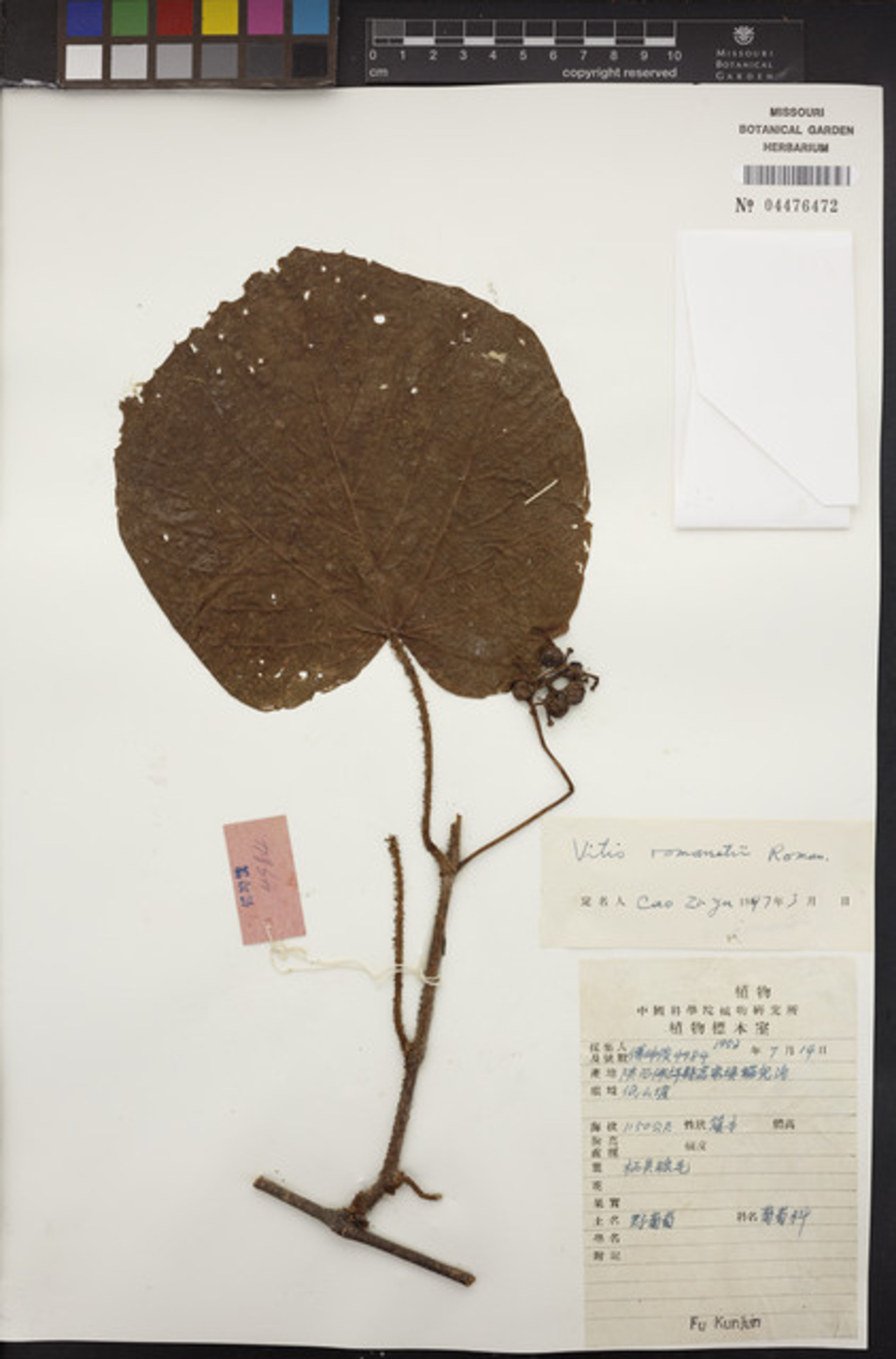 Vitis romanetii - 11