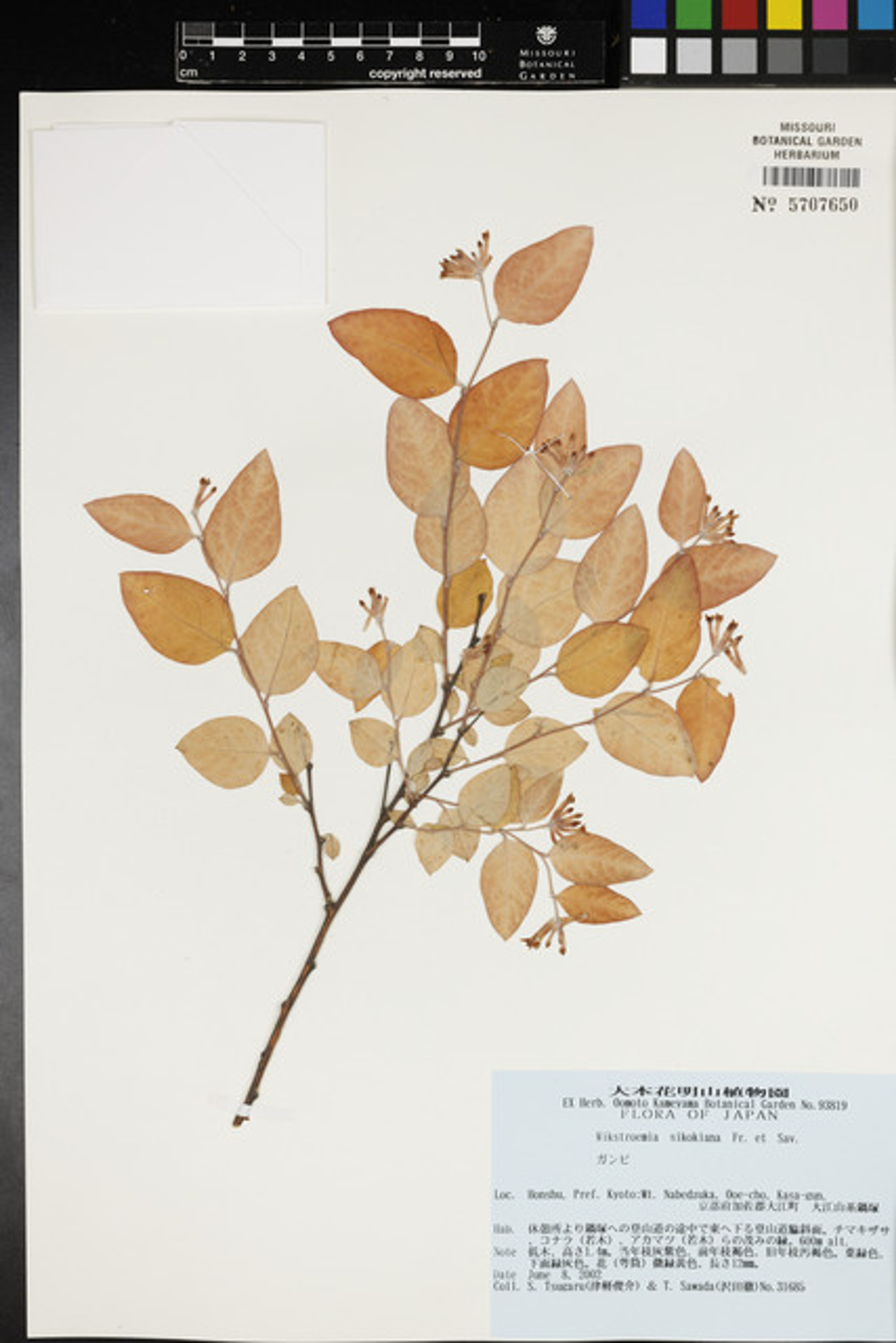 Wikstroemia sikokiana - 6