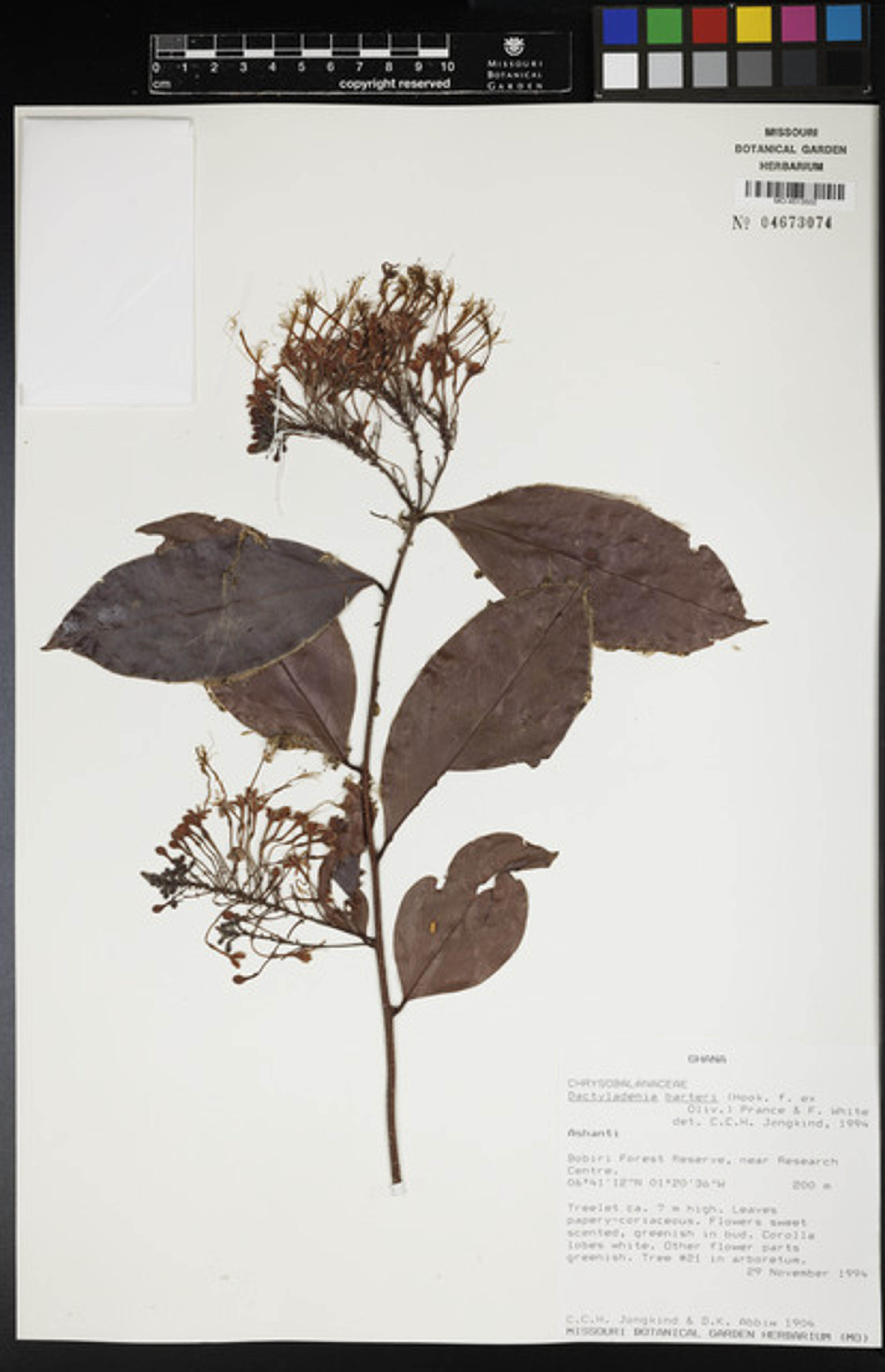 Dactyladenia barteri - 23