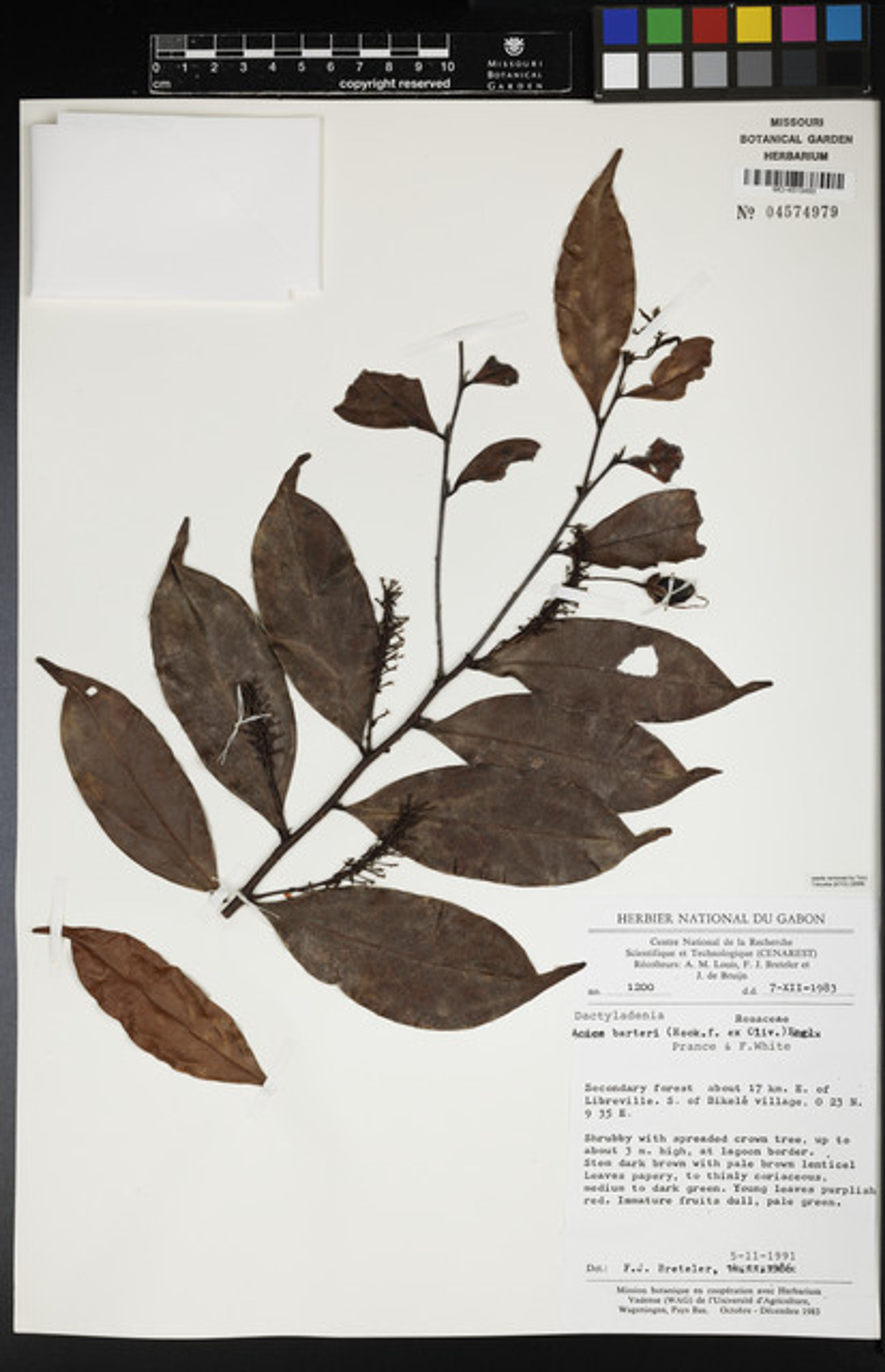 Dactyladenia barteri - 66