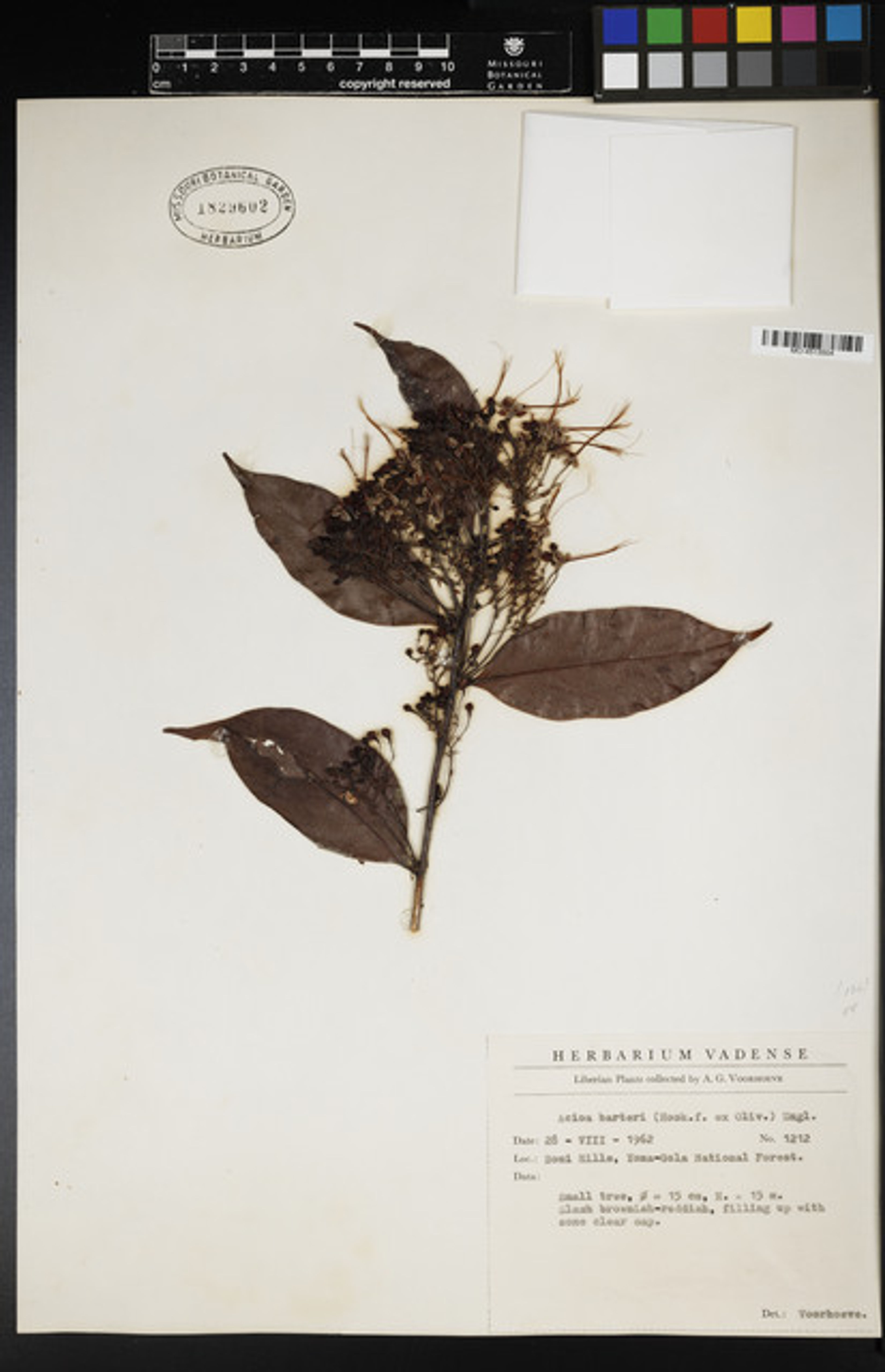 Dactyladenia barteri - 47