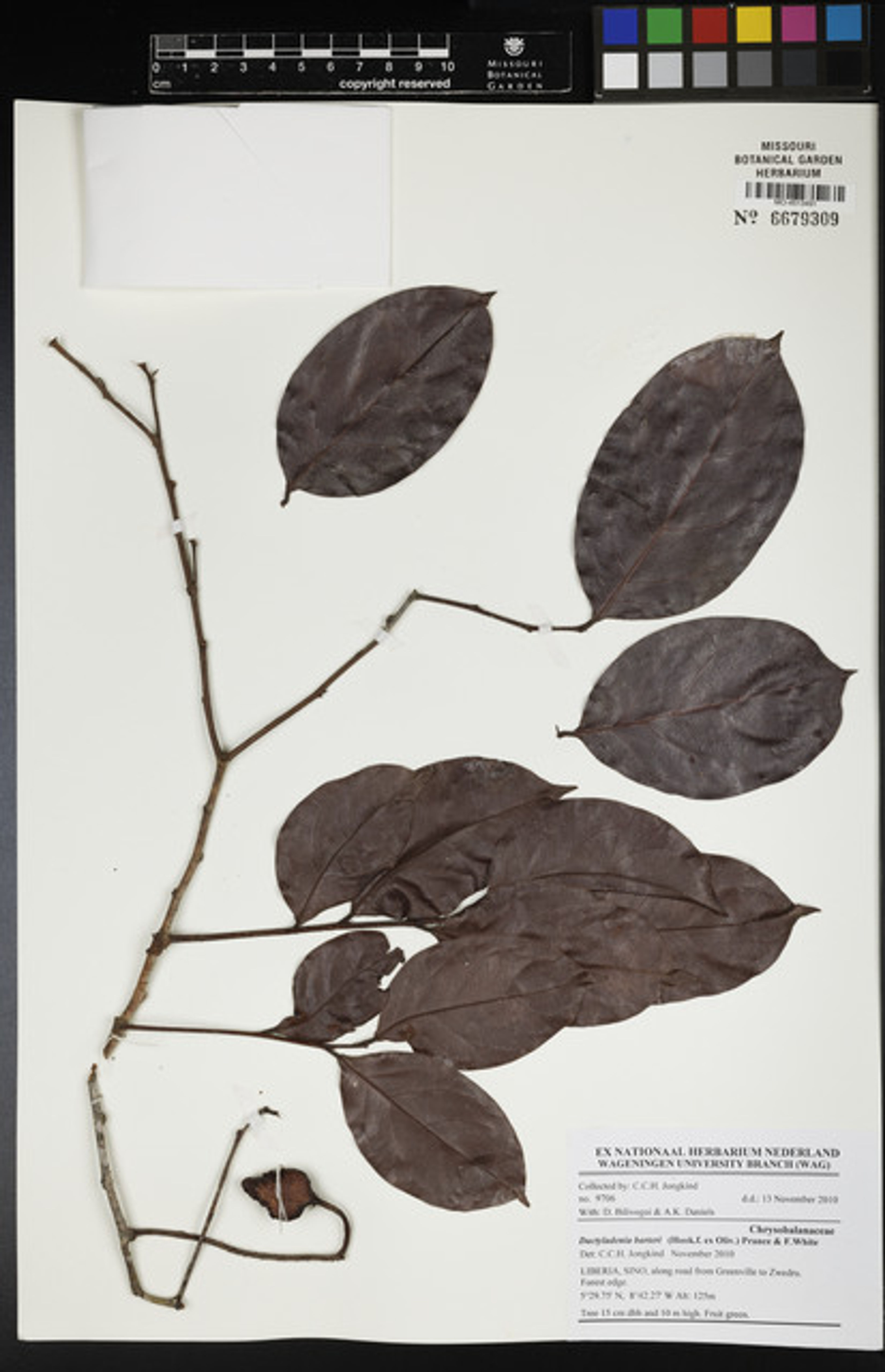 Dactyladenia barteri - 63