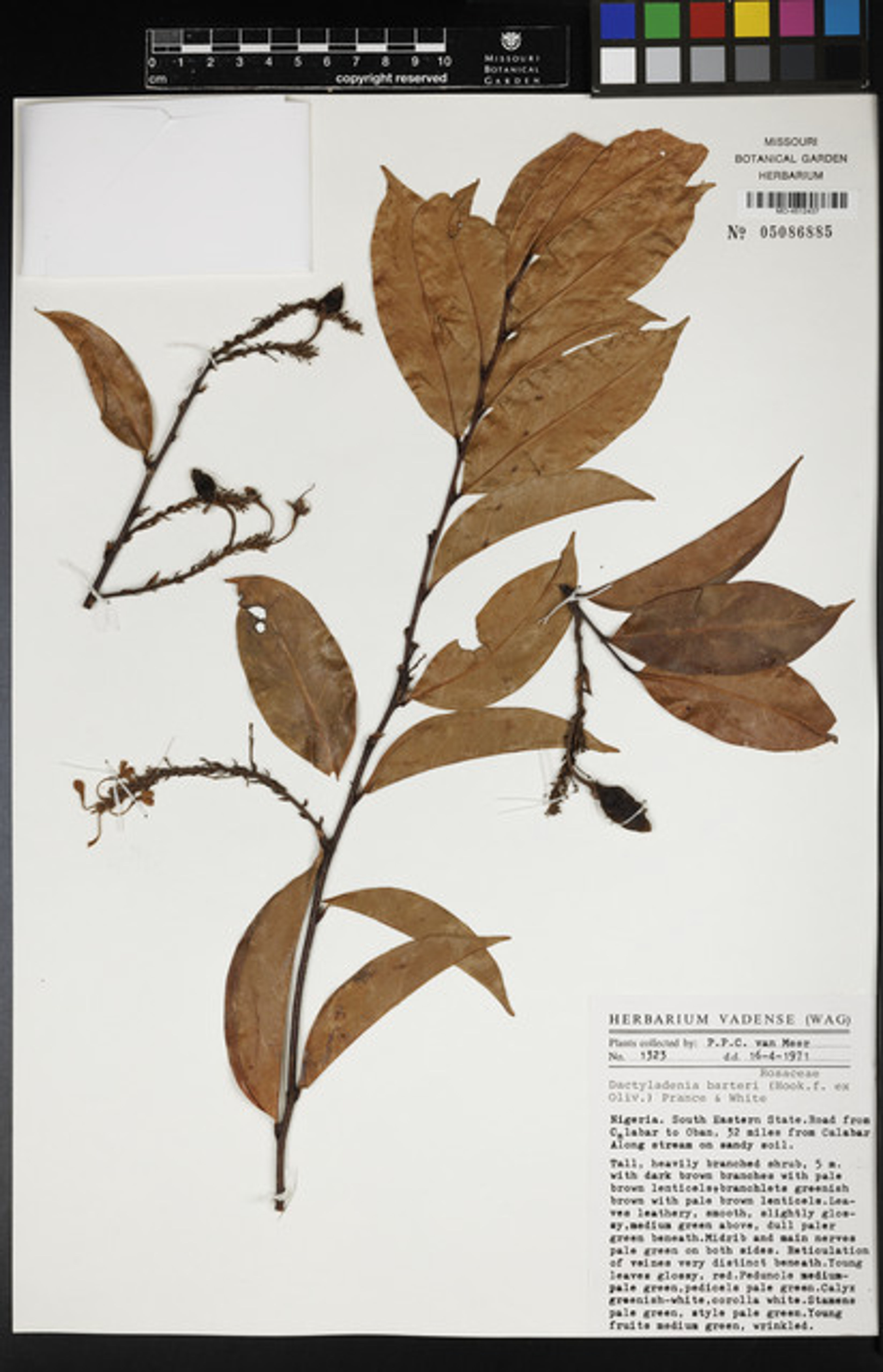 Dactyladenia barteri - 60