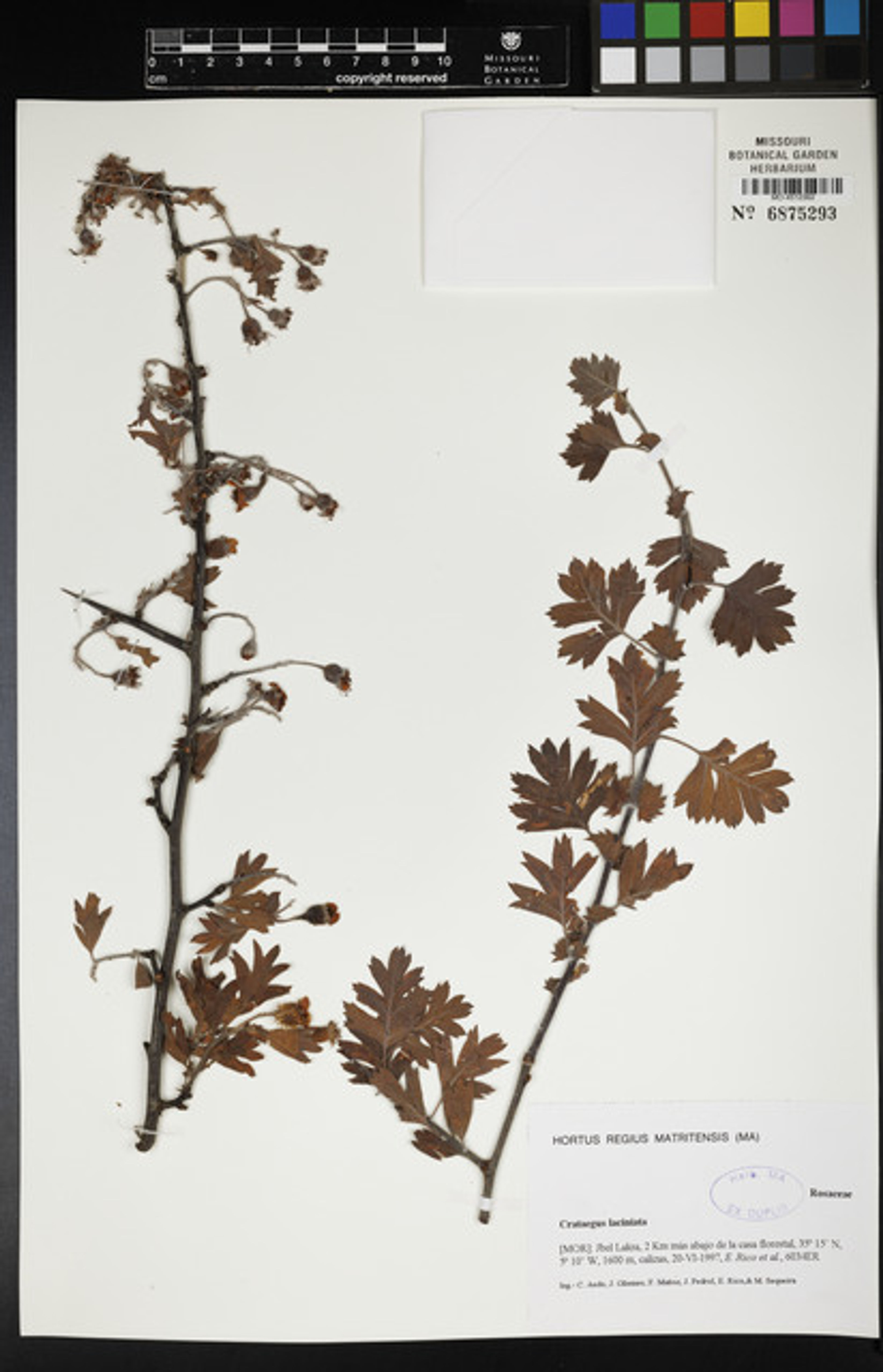 Crataegus laciniata - 22