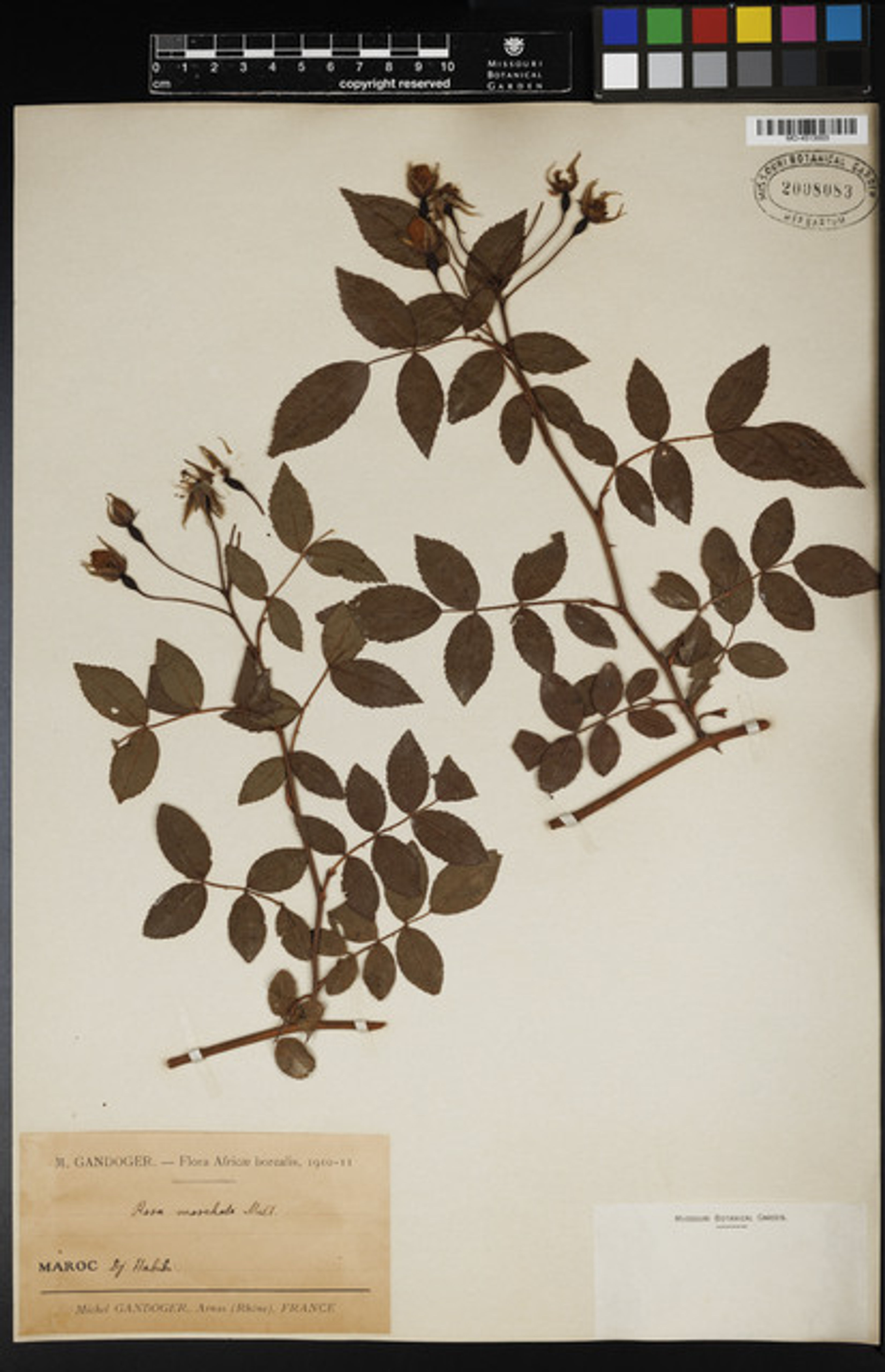 Rosa moschata - 14