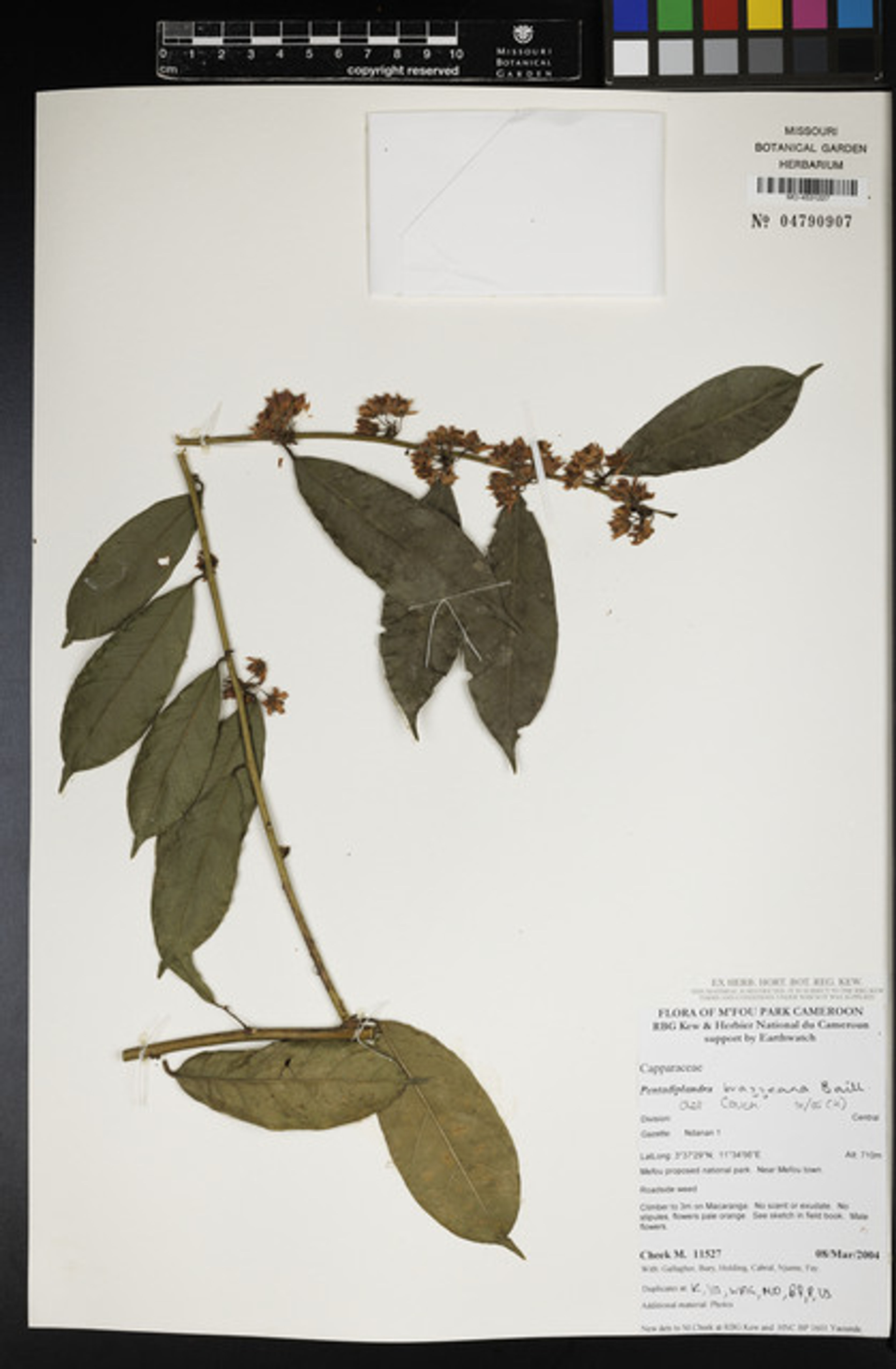 Pentadiplandra brazzeana - 12