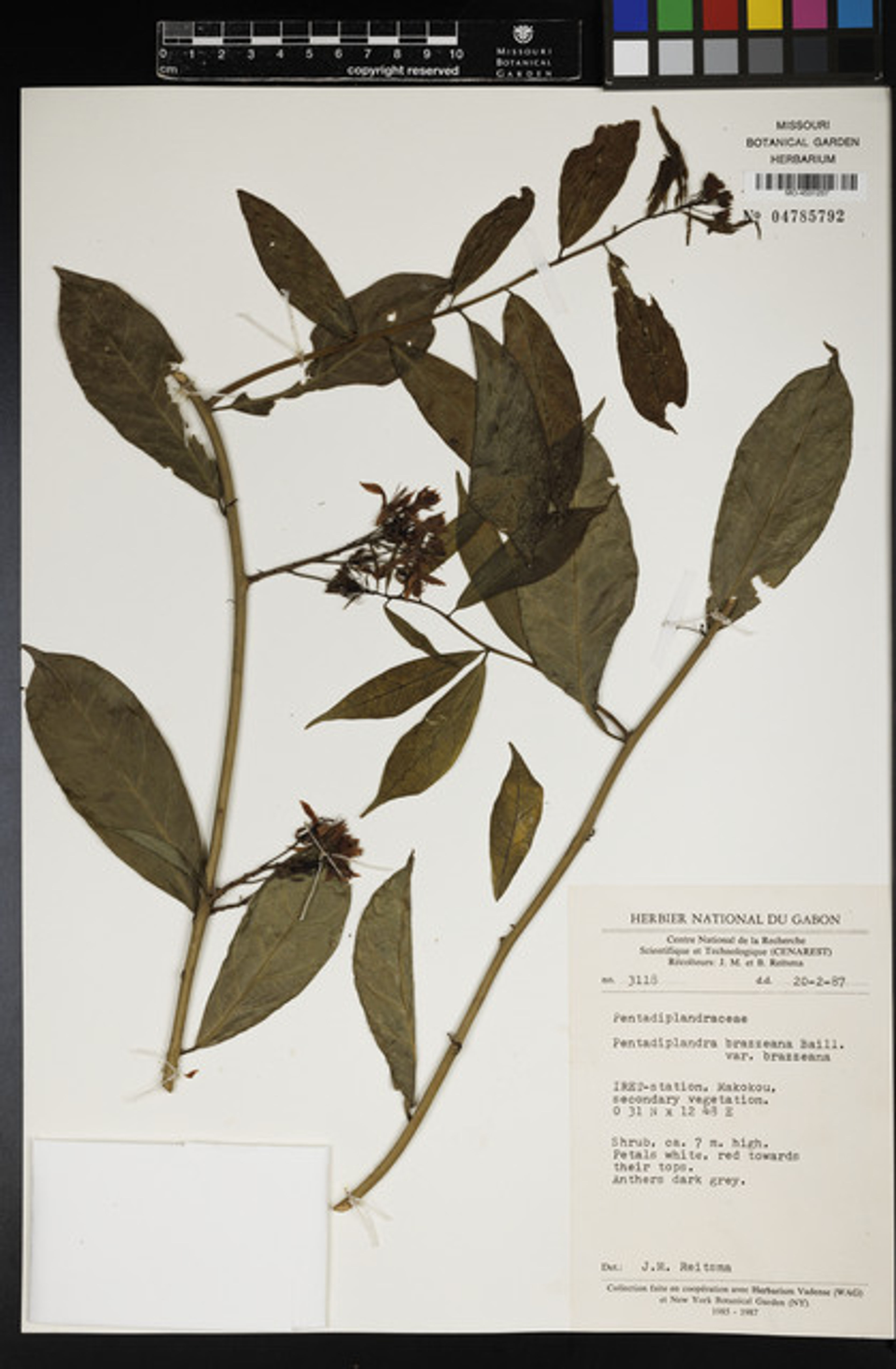 Pentadiplandra brazzeana - 11