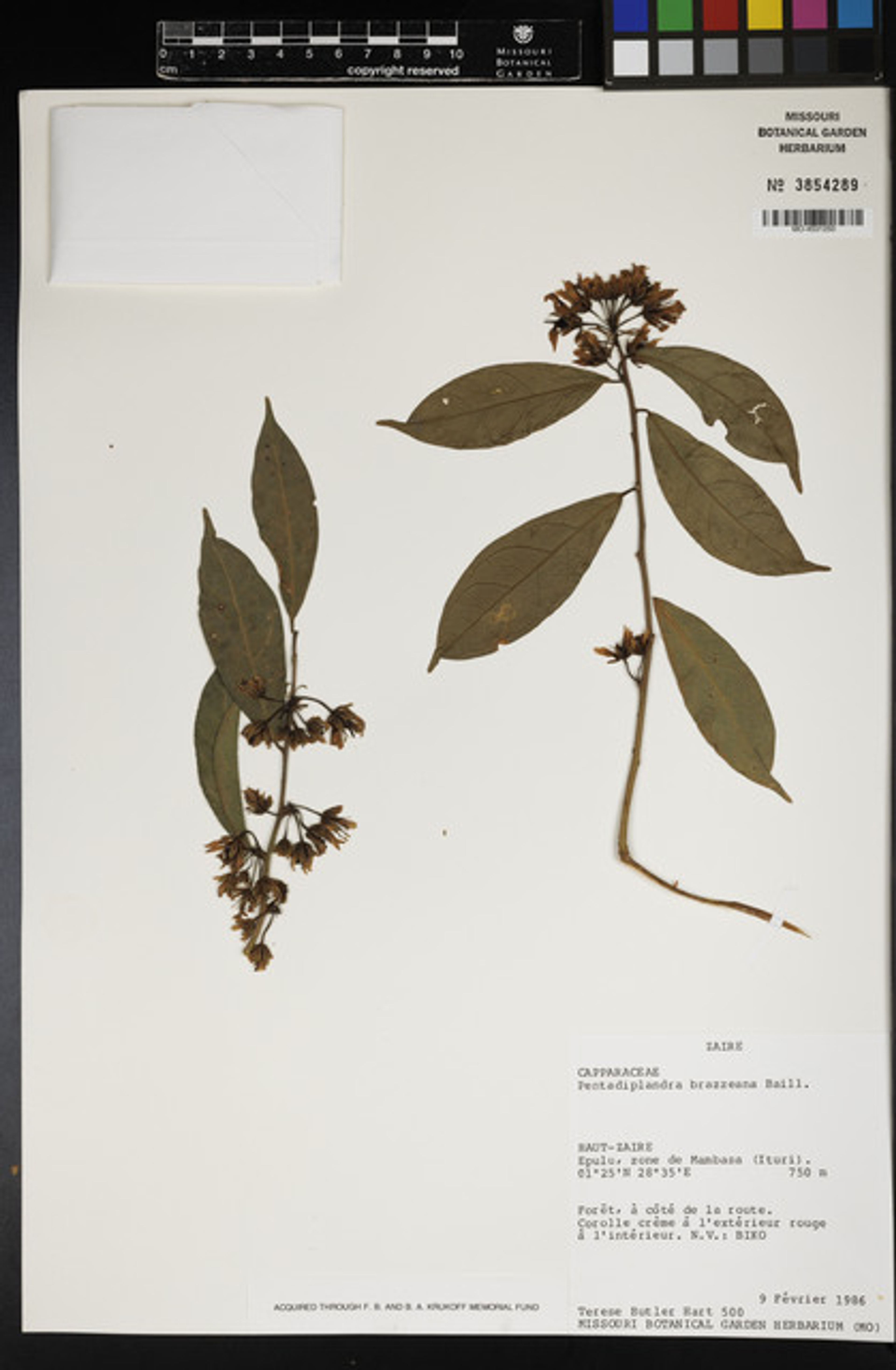 Pentadiplandra brazzeana - 15