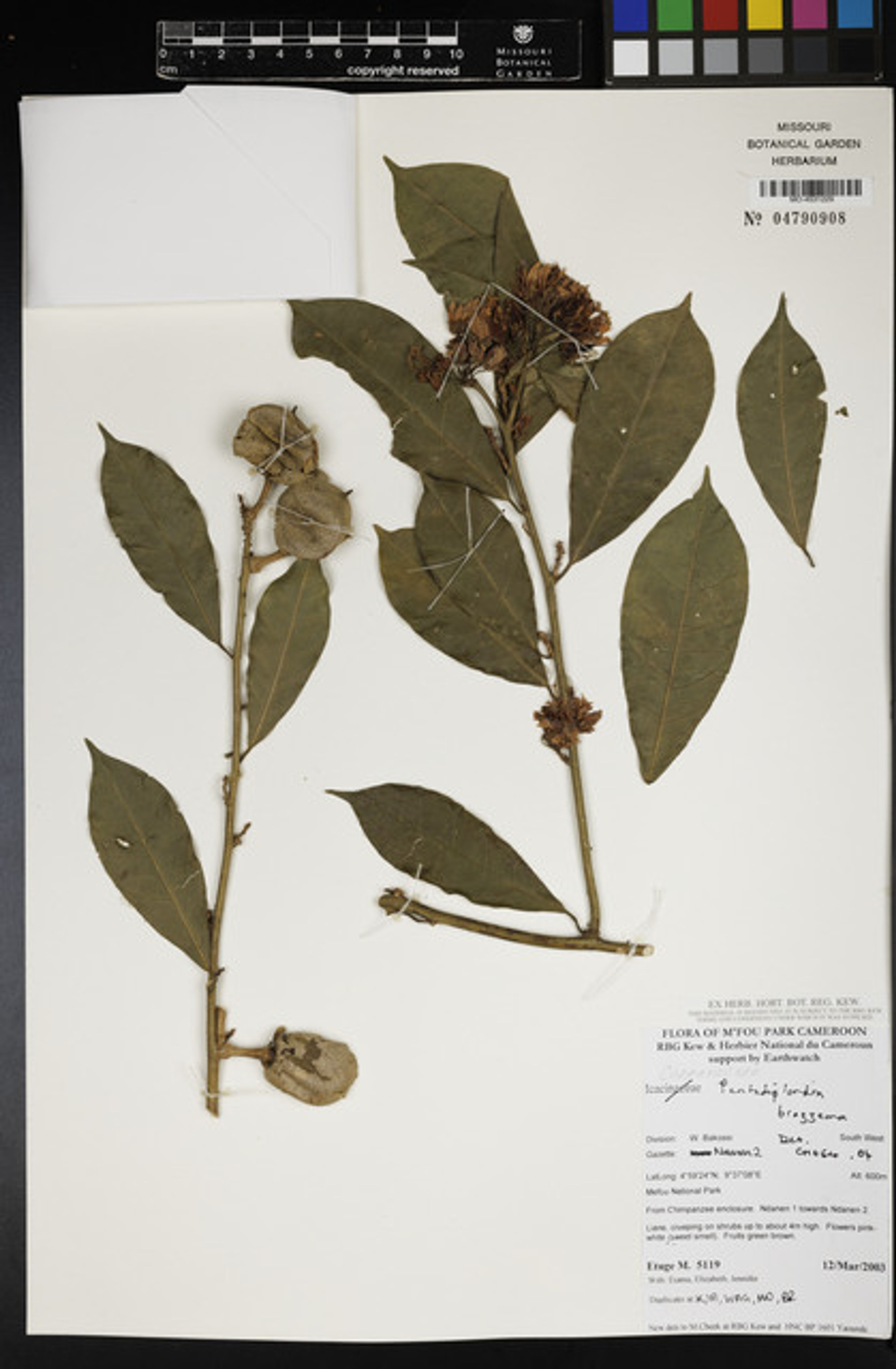 Pentadiplandra brazzeana - 20