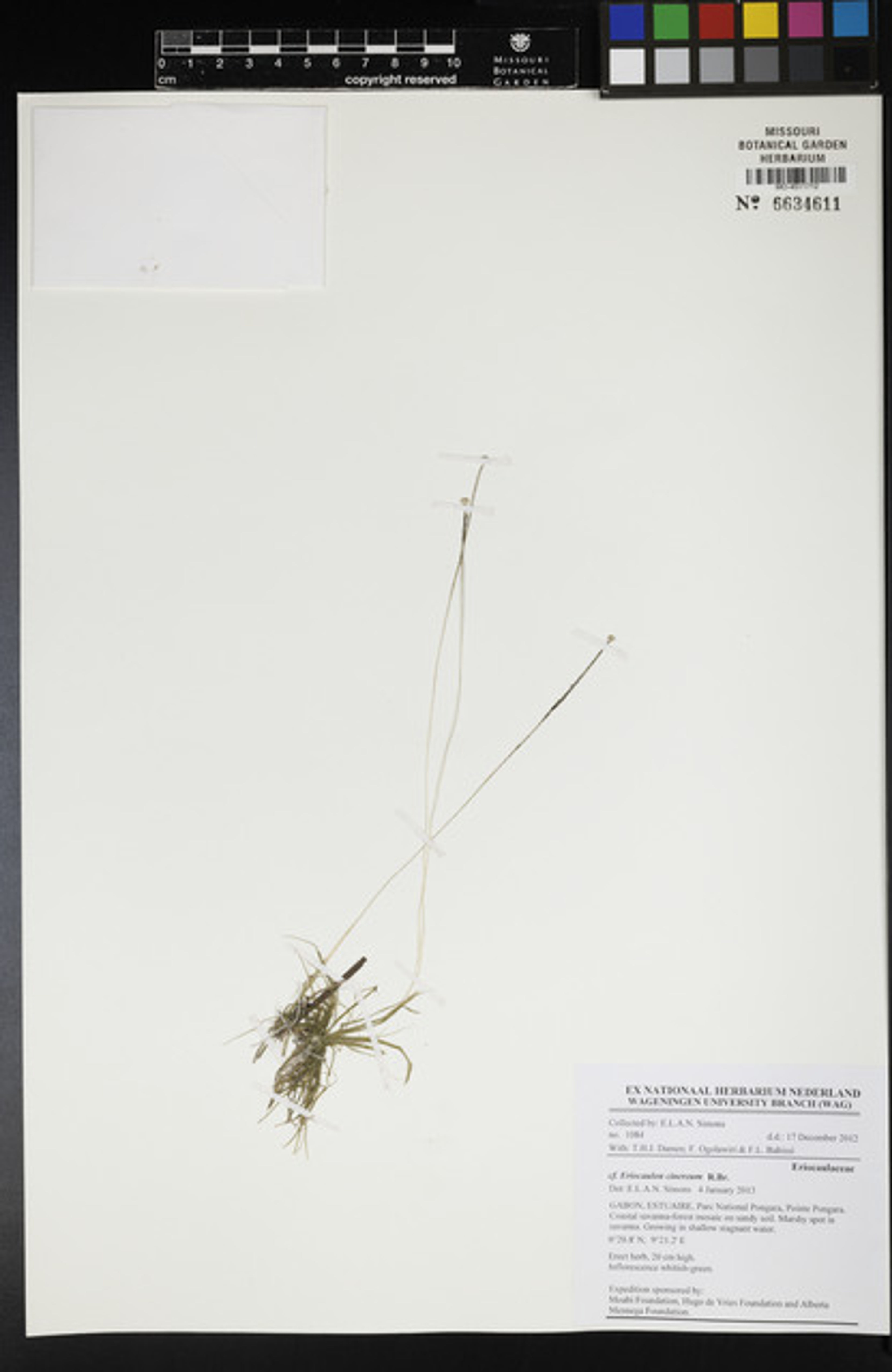 Eriocaulon cinereum - 90
