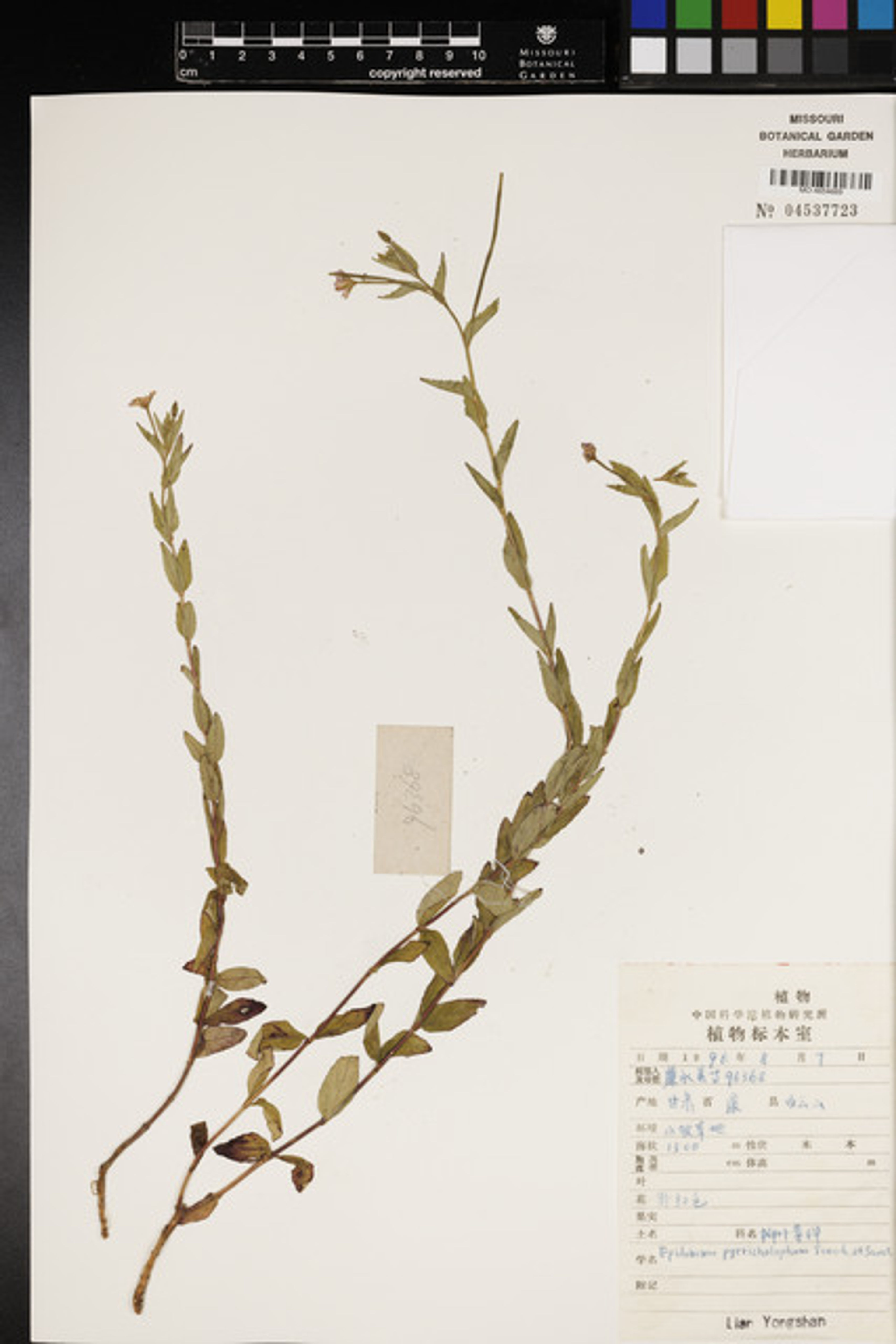 Epilobium pyrricholophum - 46