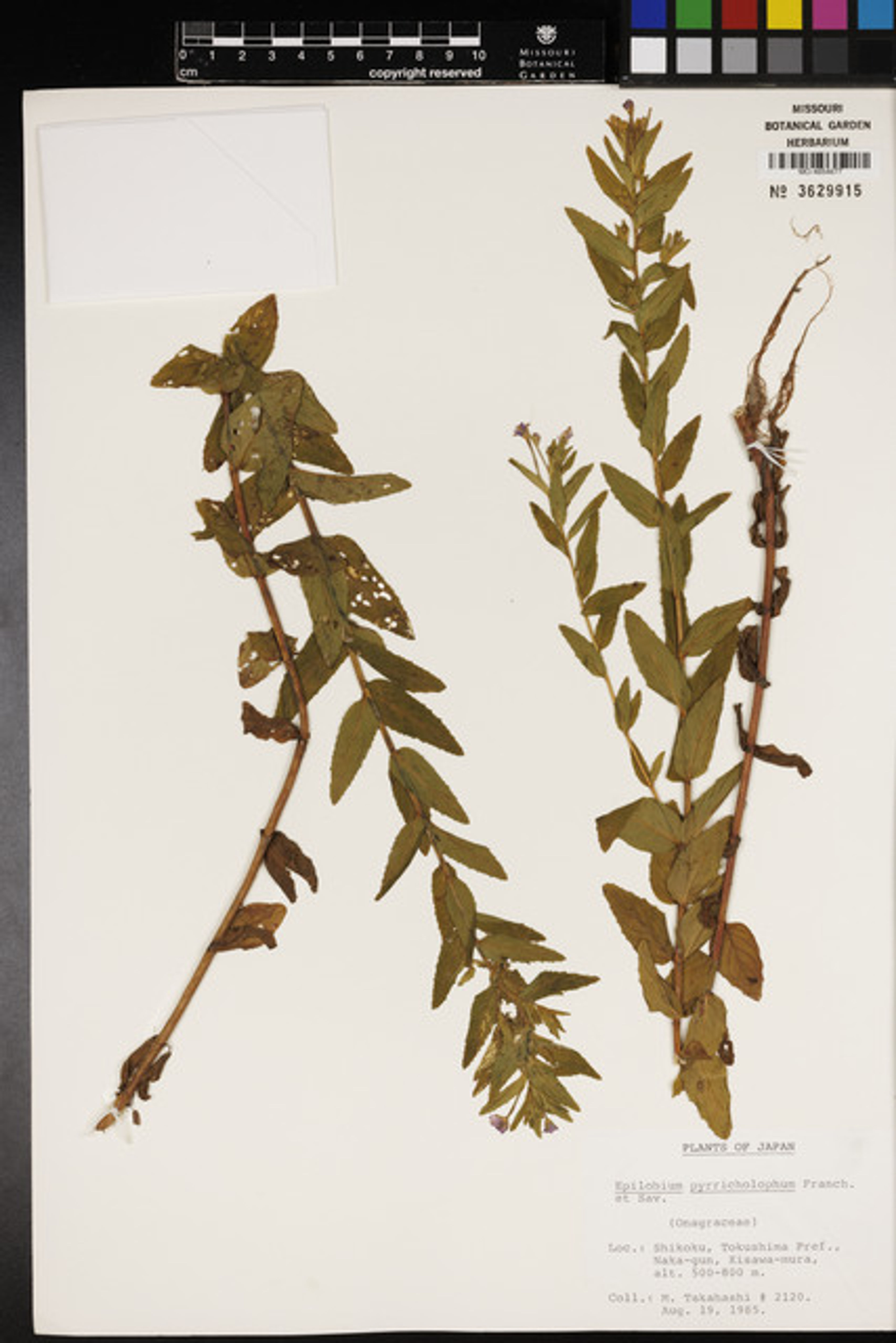 Epilobium pyrricholophum - 94