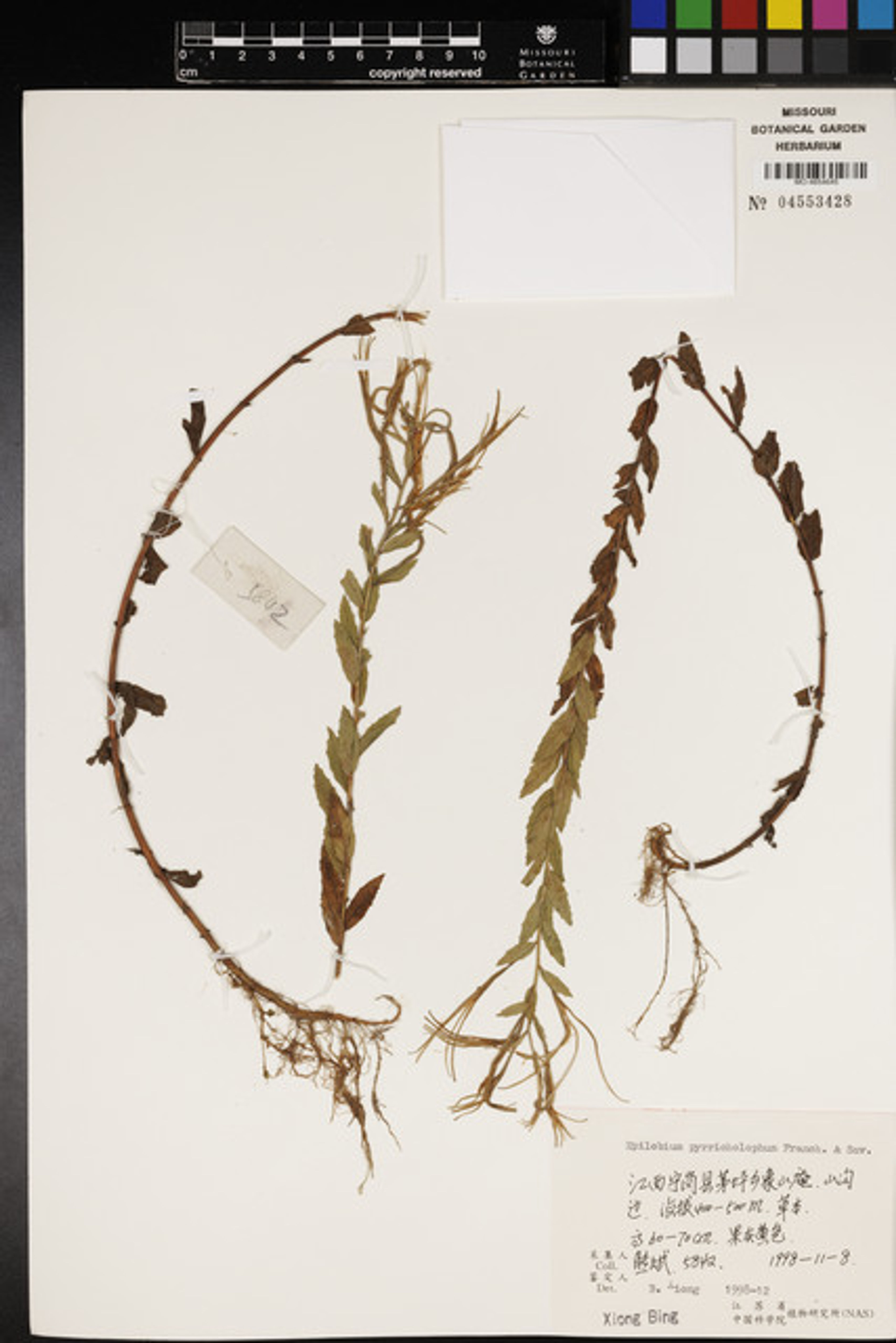 Epilobium pyrricholophum - 11