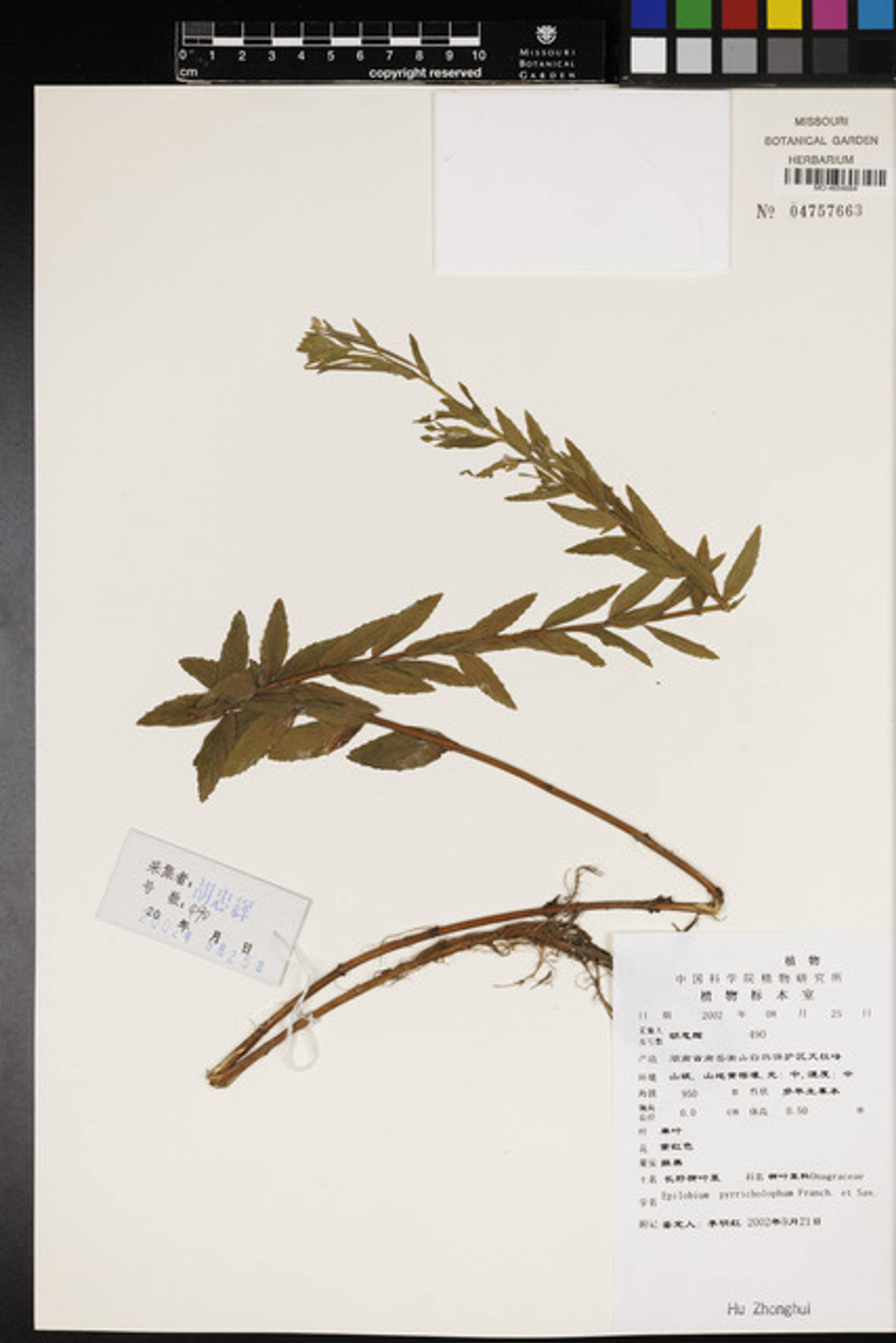 Epilobium pyrricholophum - 39