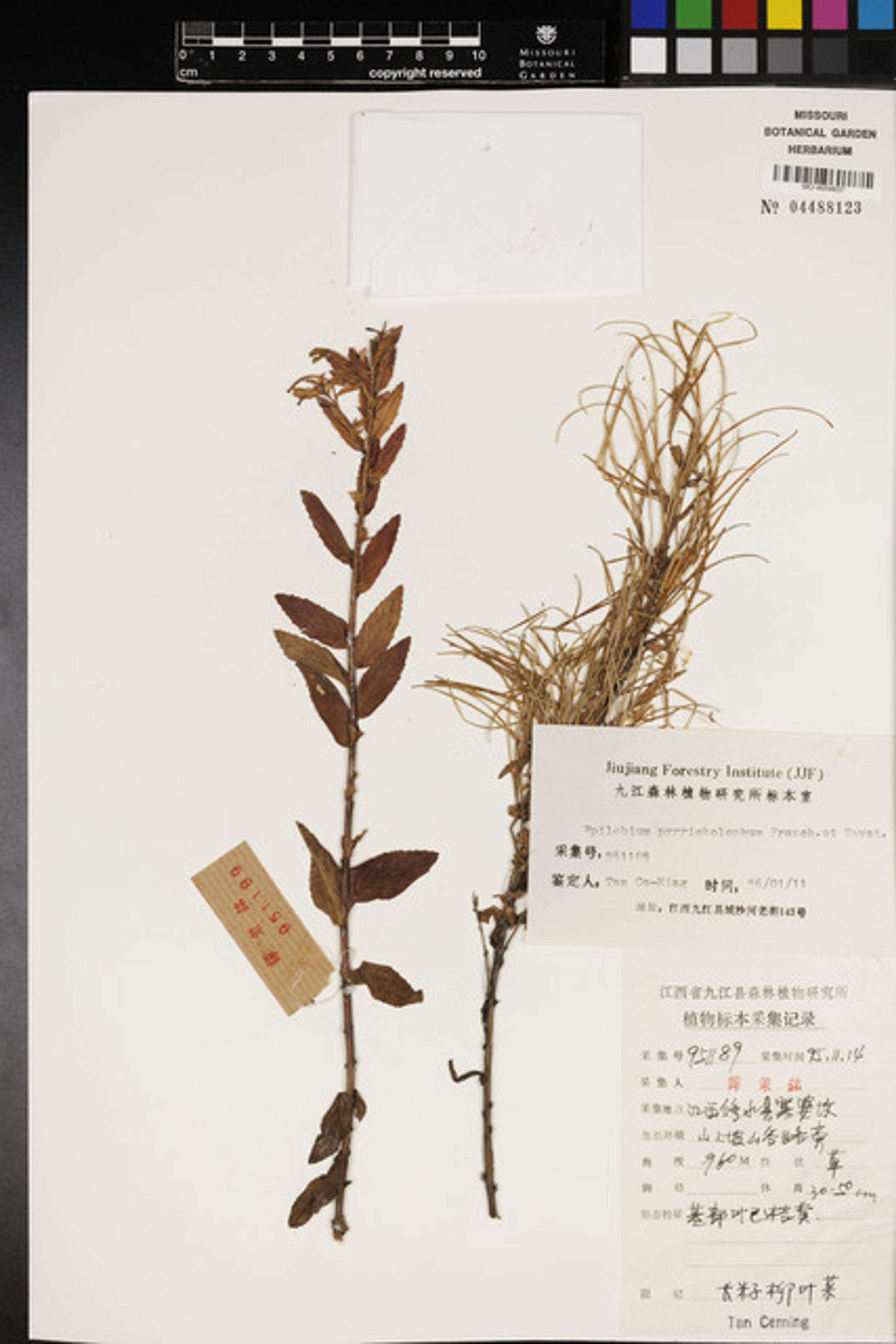 Epilobium pyrricholophum - 15
