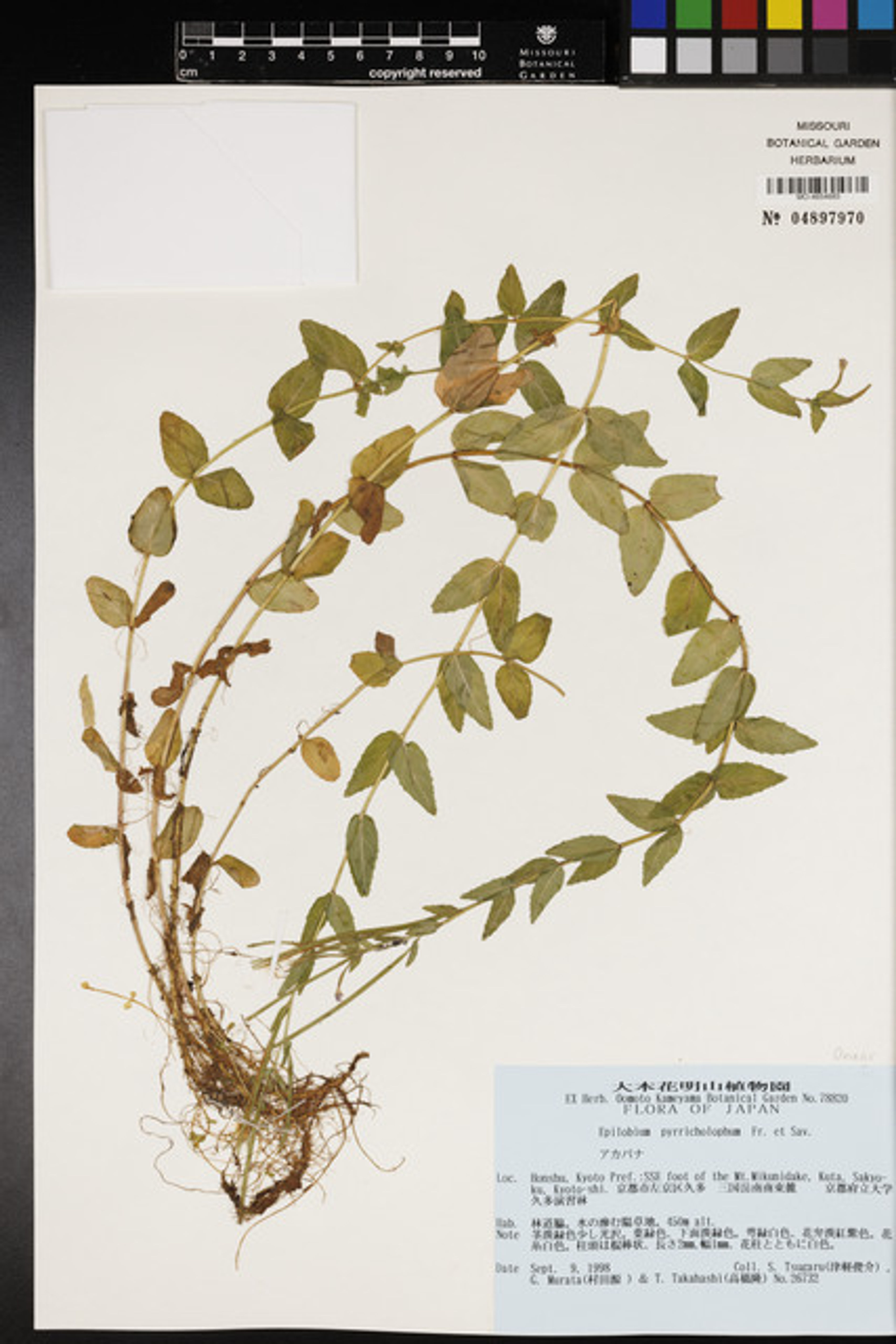 Epilobium pyrricholophum - 40