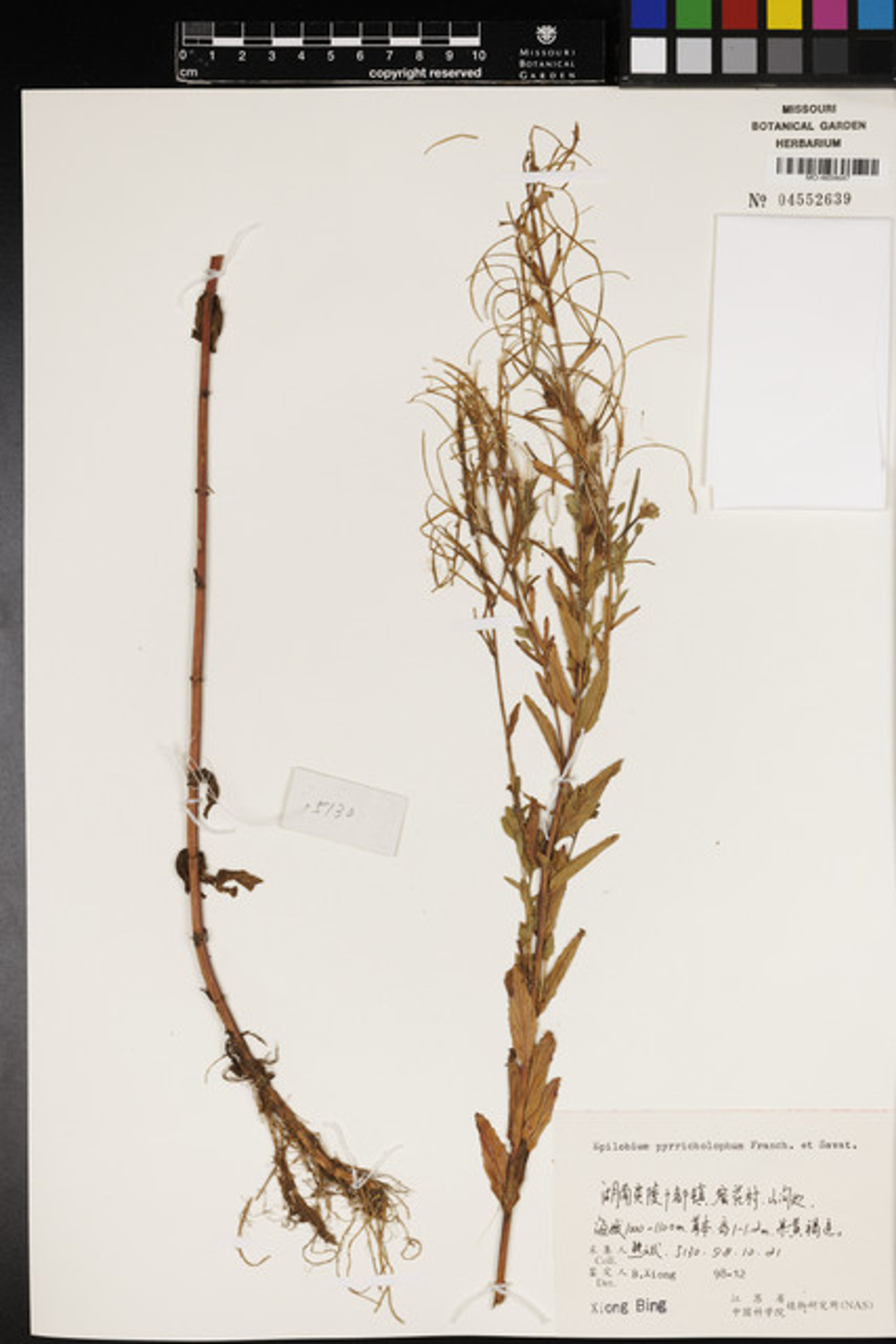 Epilobium pyrricholophum - 25