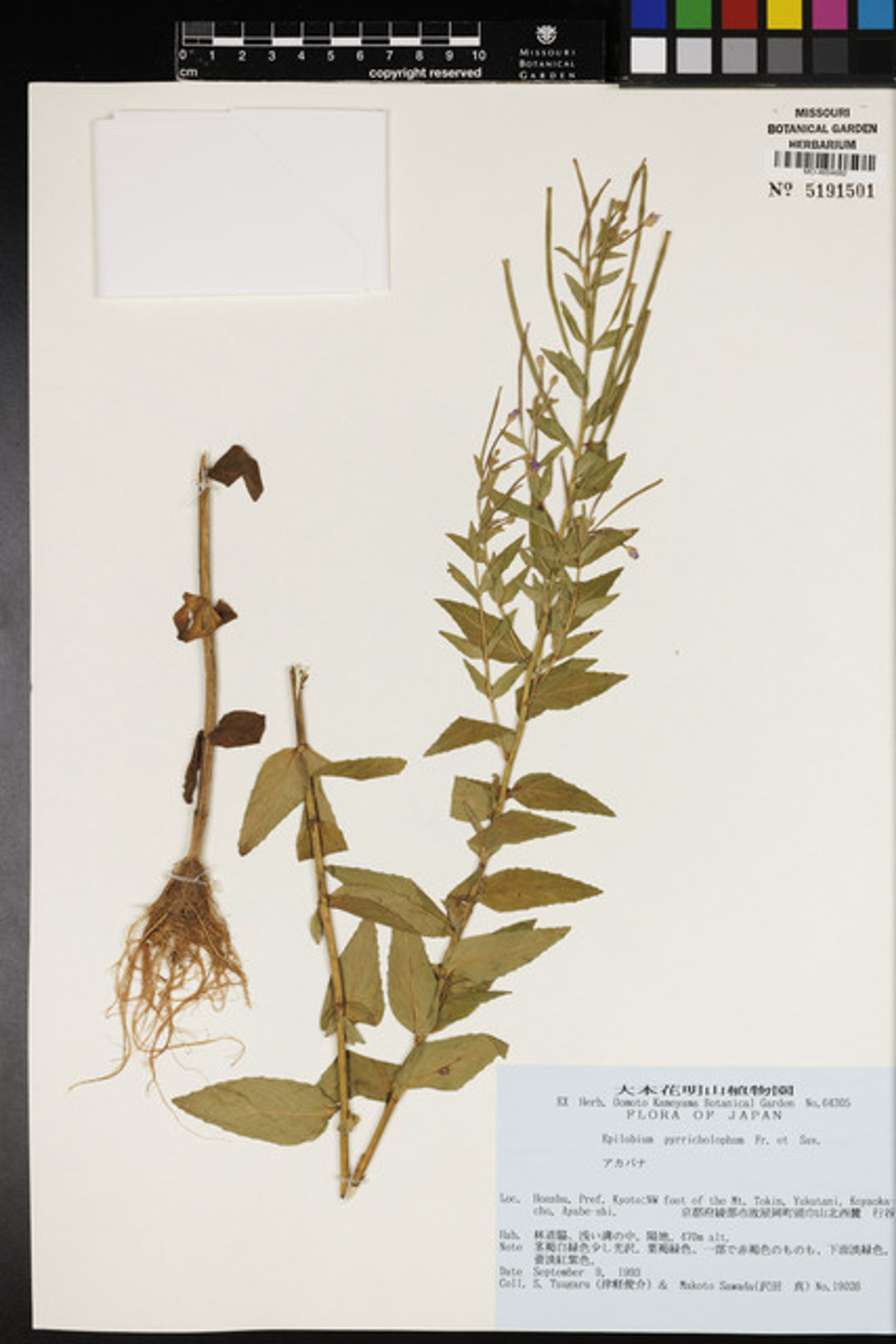 Epilobium pyrricholophum - 16